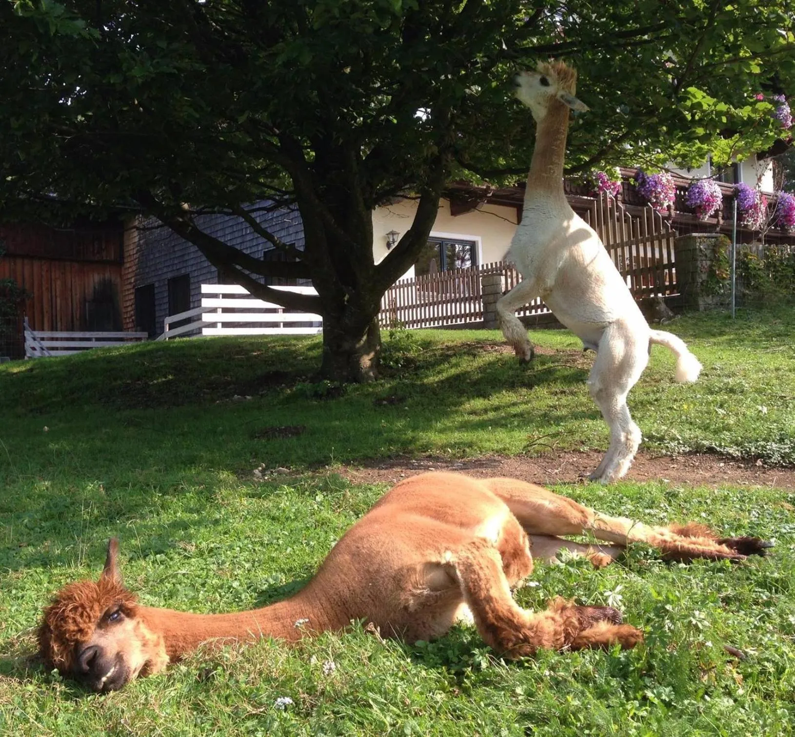 Animals in Das Franzl - Bett & Brot