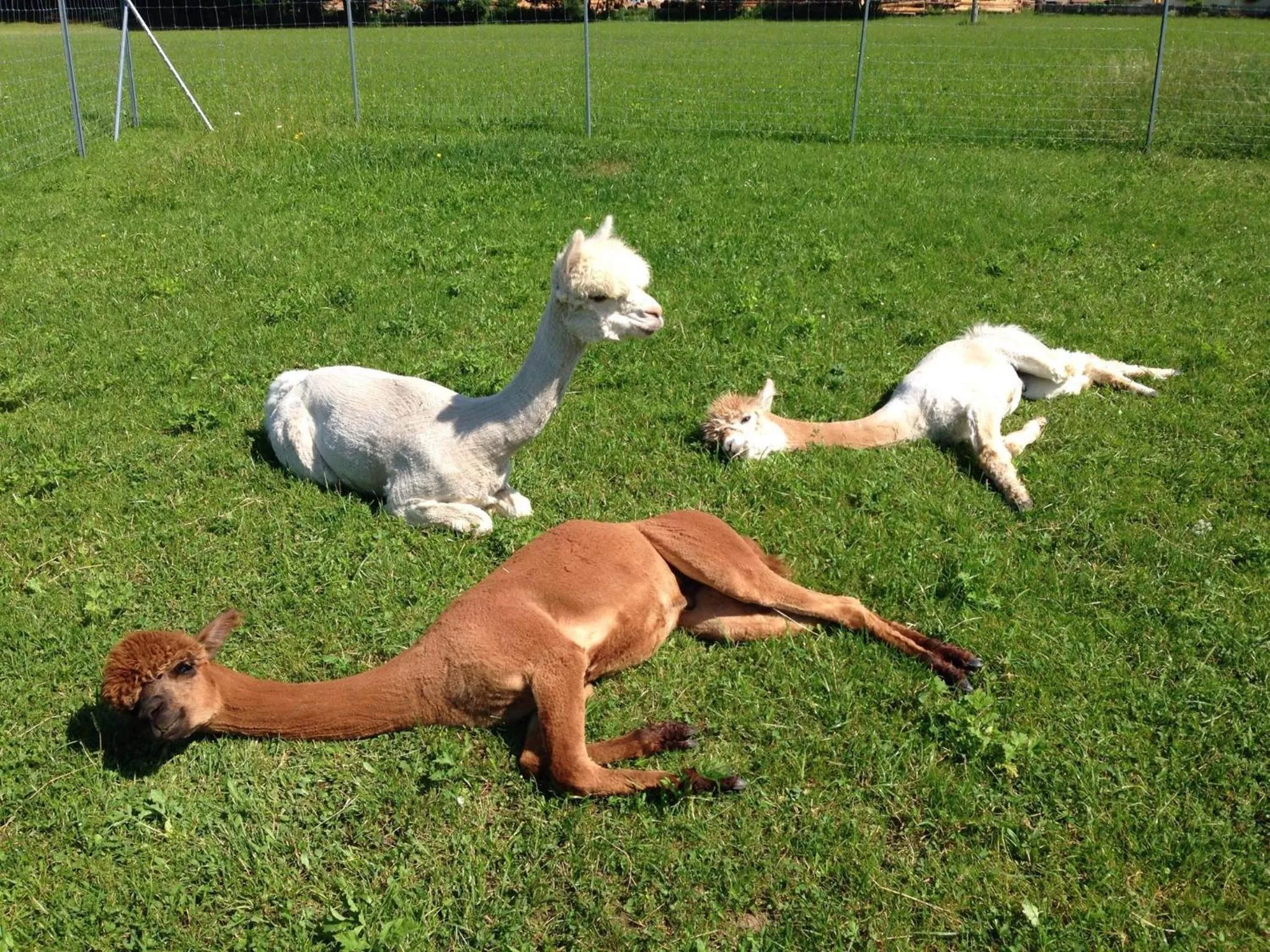 Animals in Das Franzl - Bett & Brot