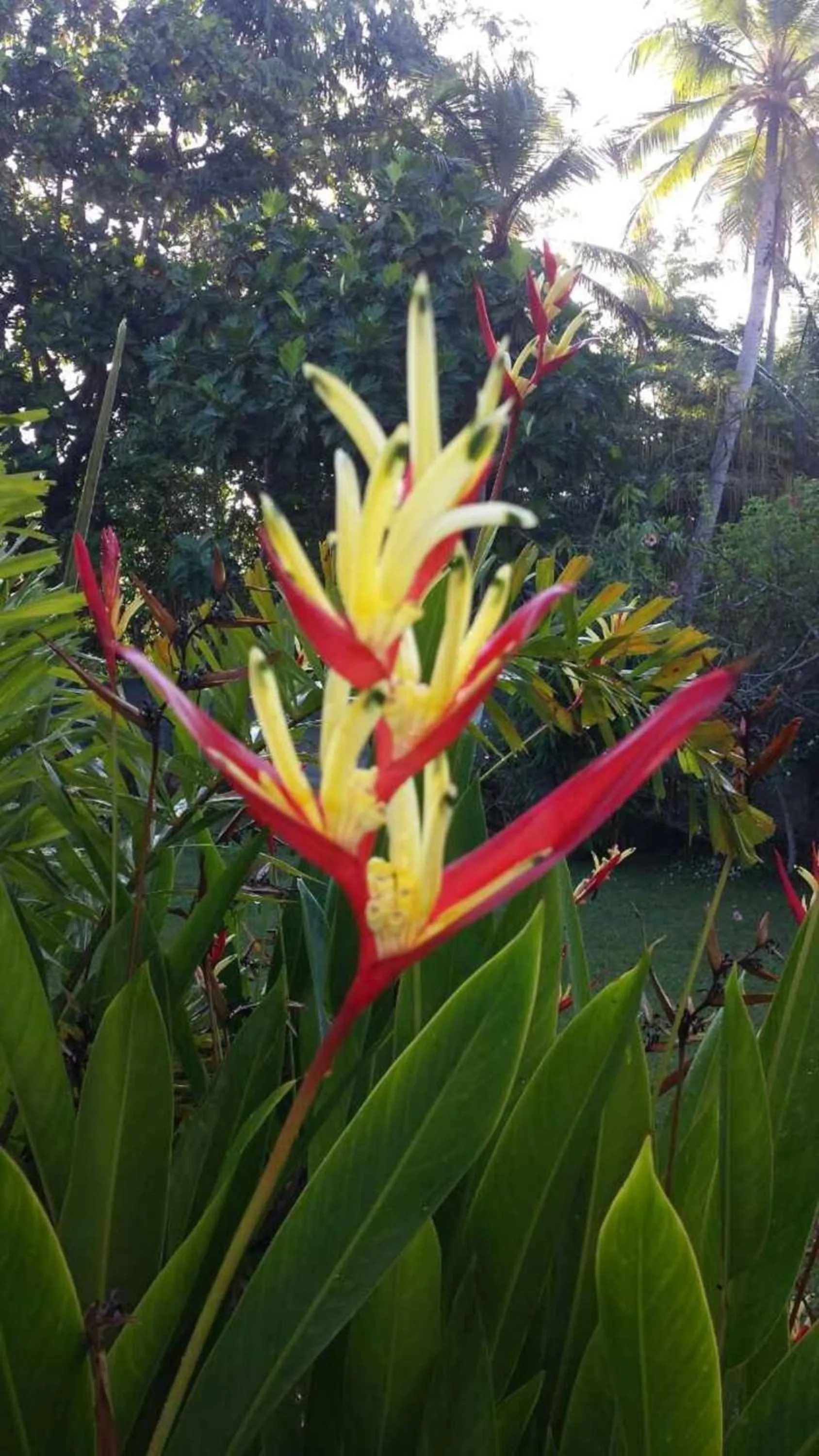 Garden in Methira Villa