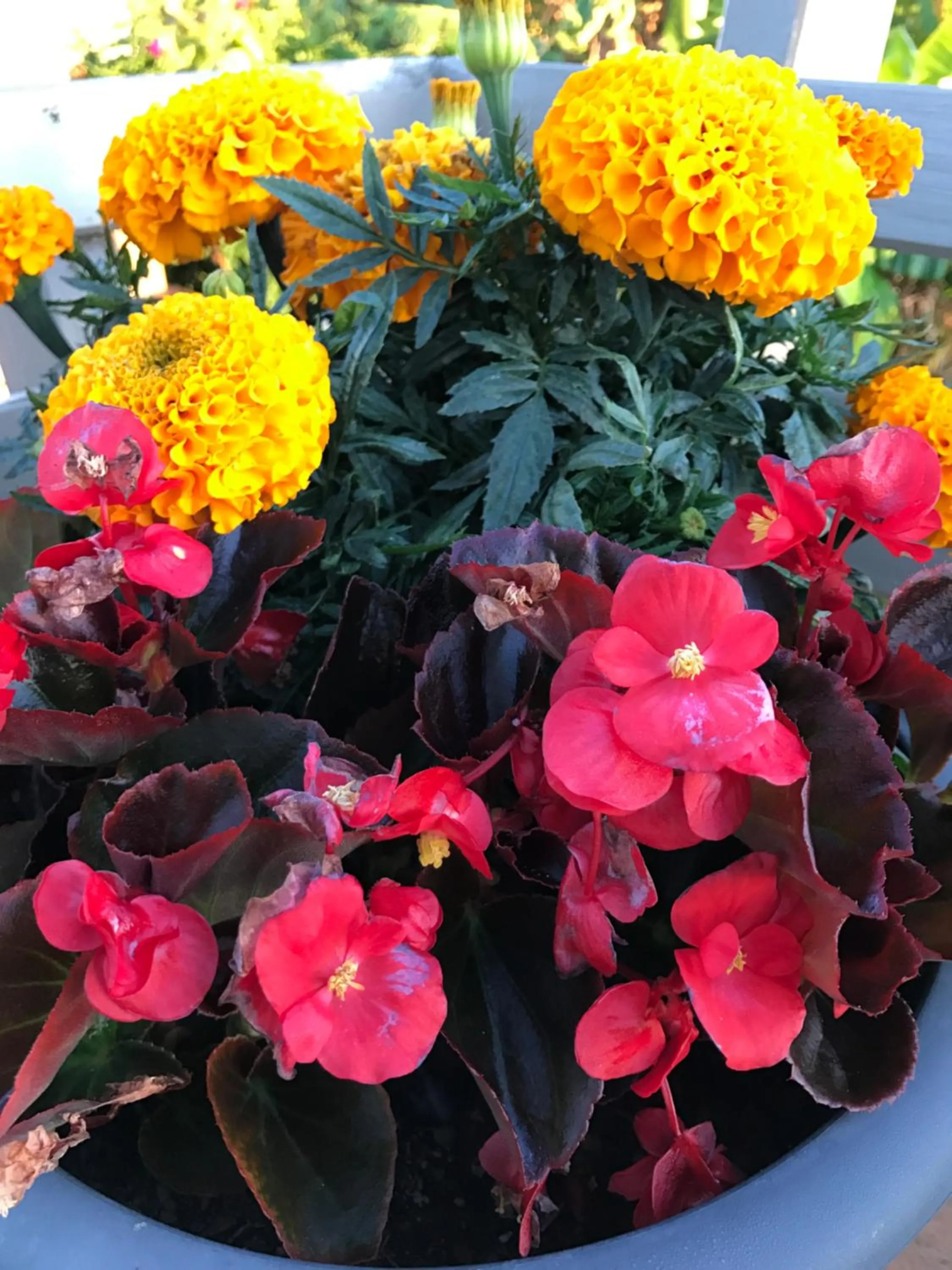 Garden in Baywaterviews