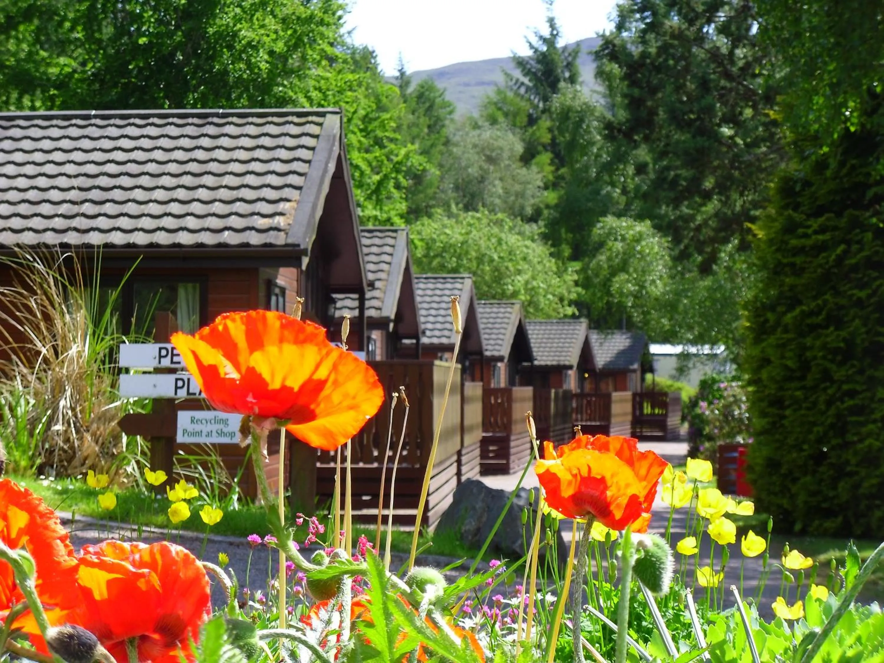 Spring in Linnhe Lochside Holidays