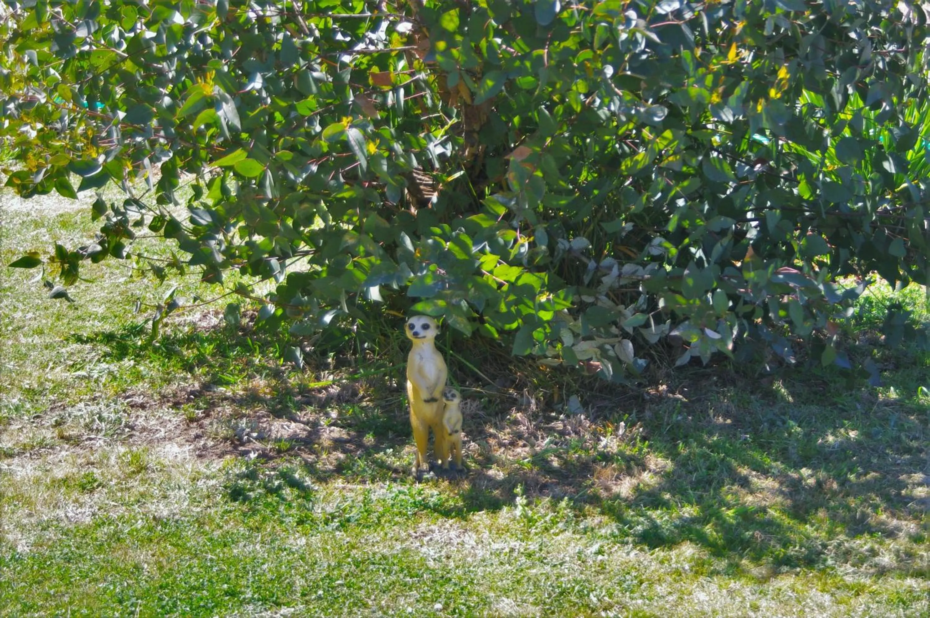 Garden in Gazebo Motor Inn - Strathmerton