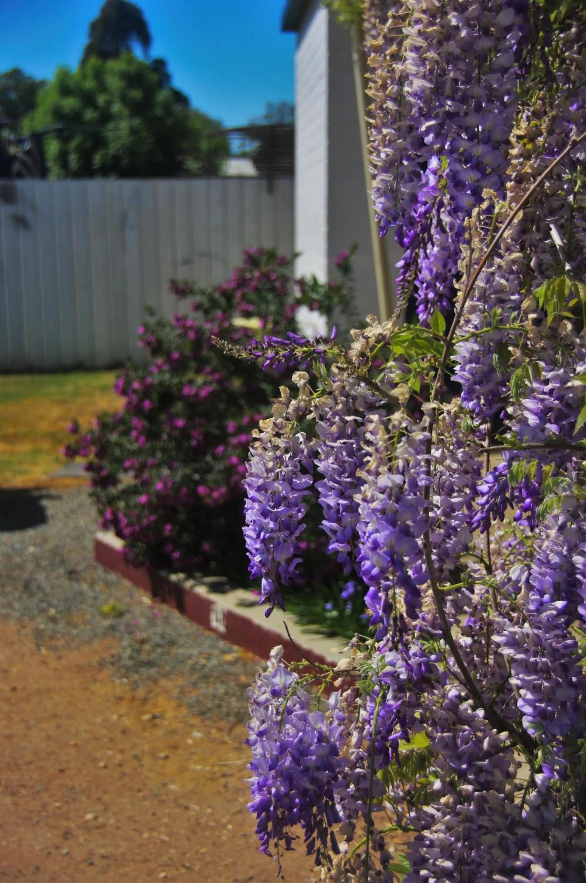Garden in Gazebo Motor Inn - Strathmerton