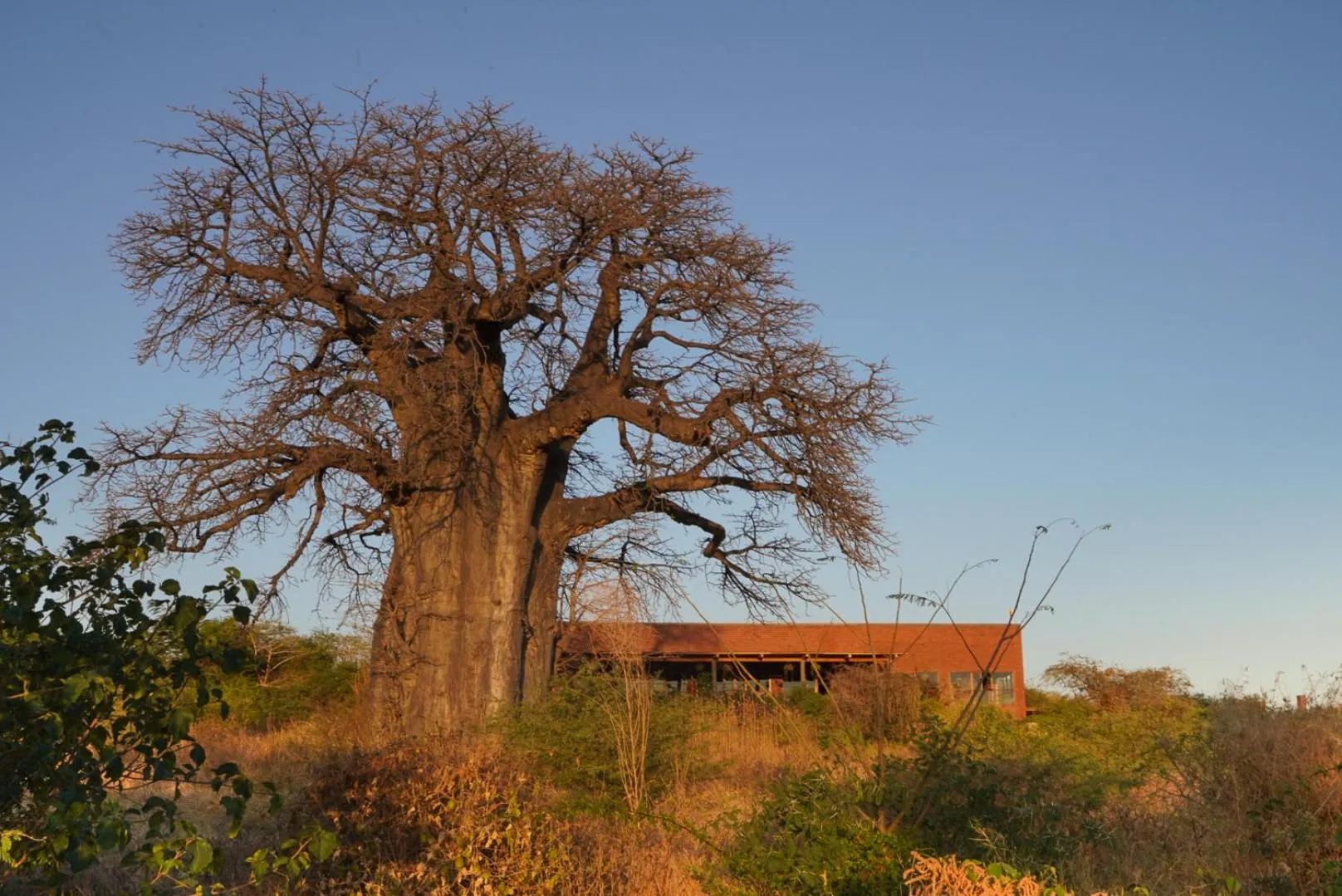 Property building in Suricata Boma Lodge