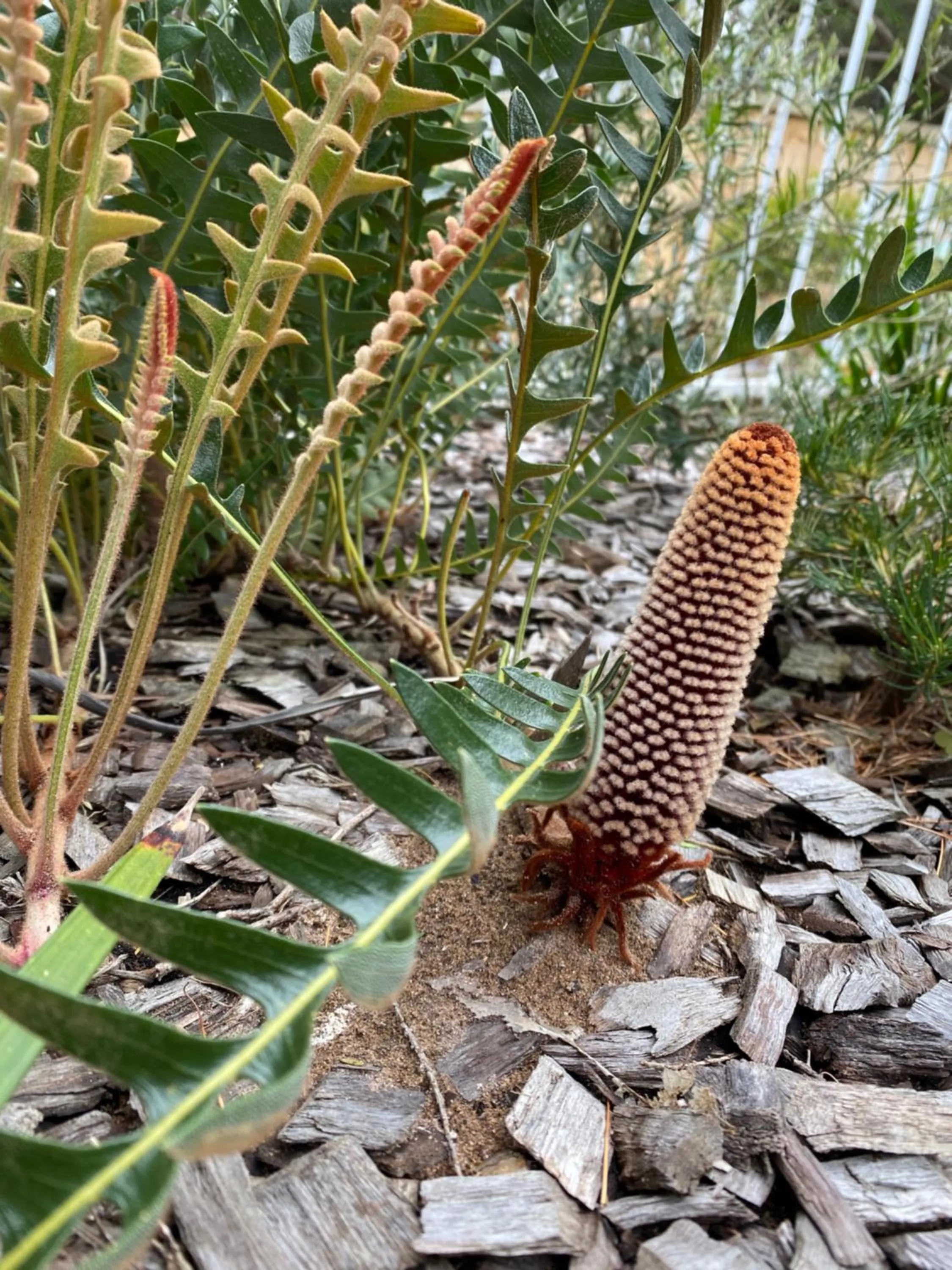 Sunny Side Up B&B Rye