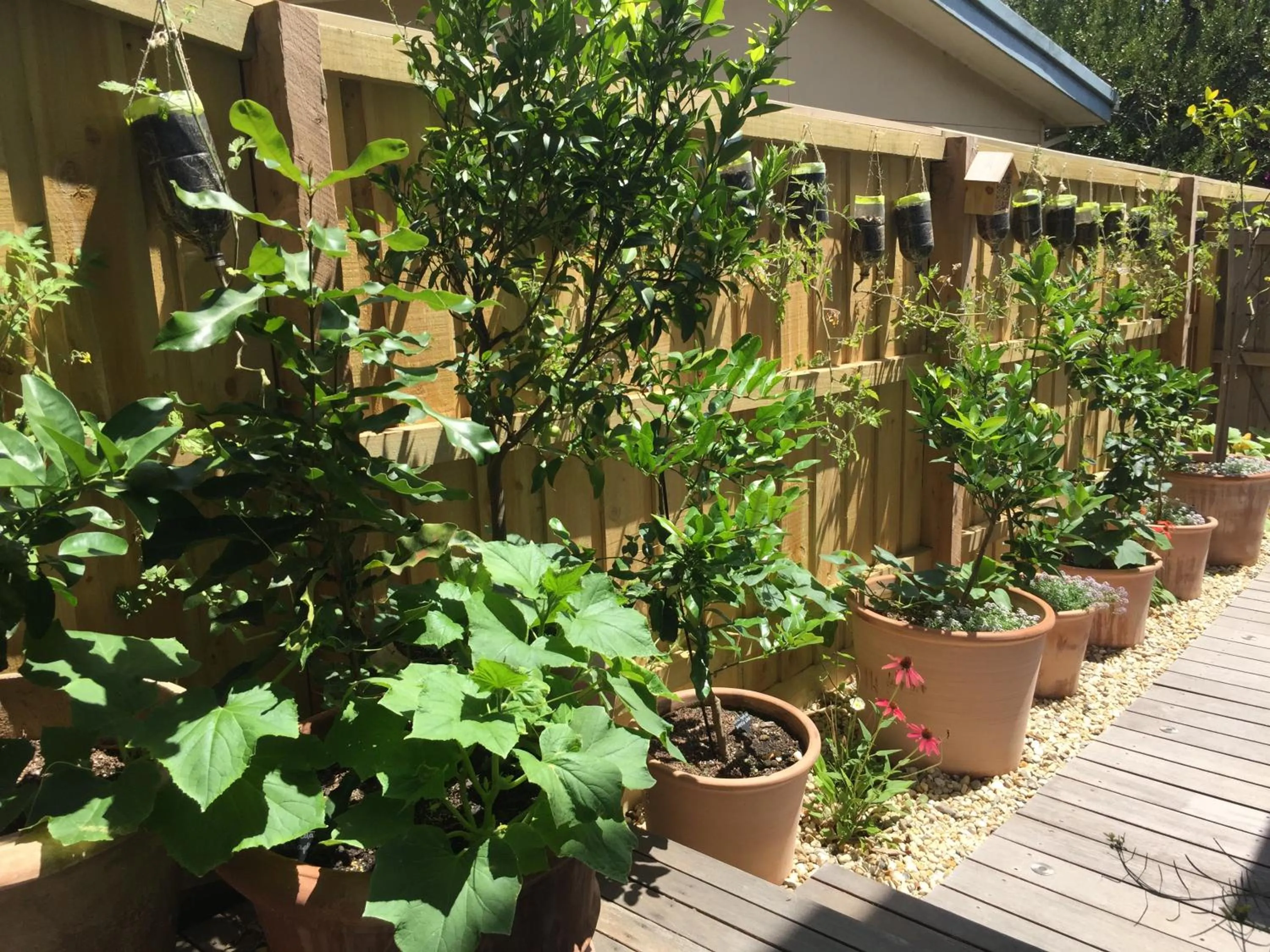 Sunny Side Up B&B Rye