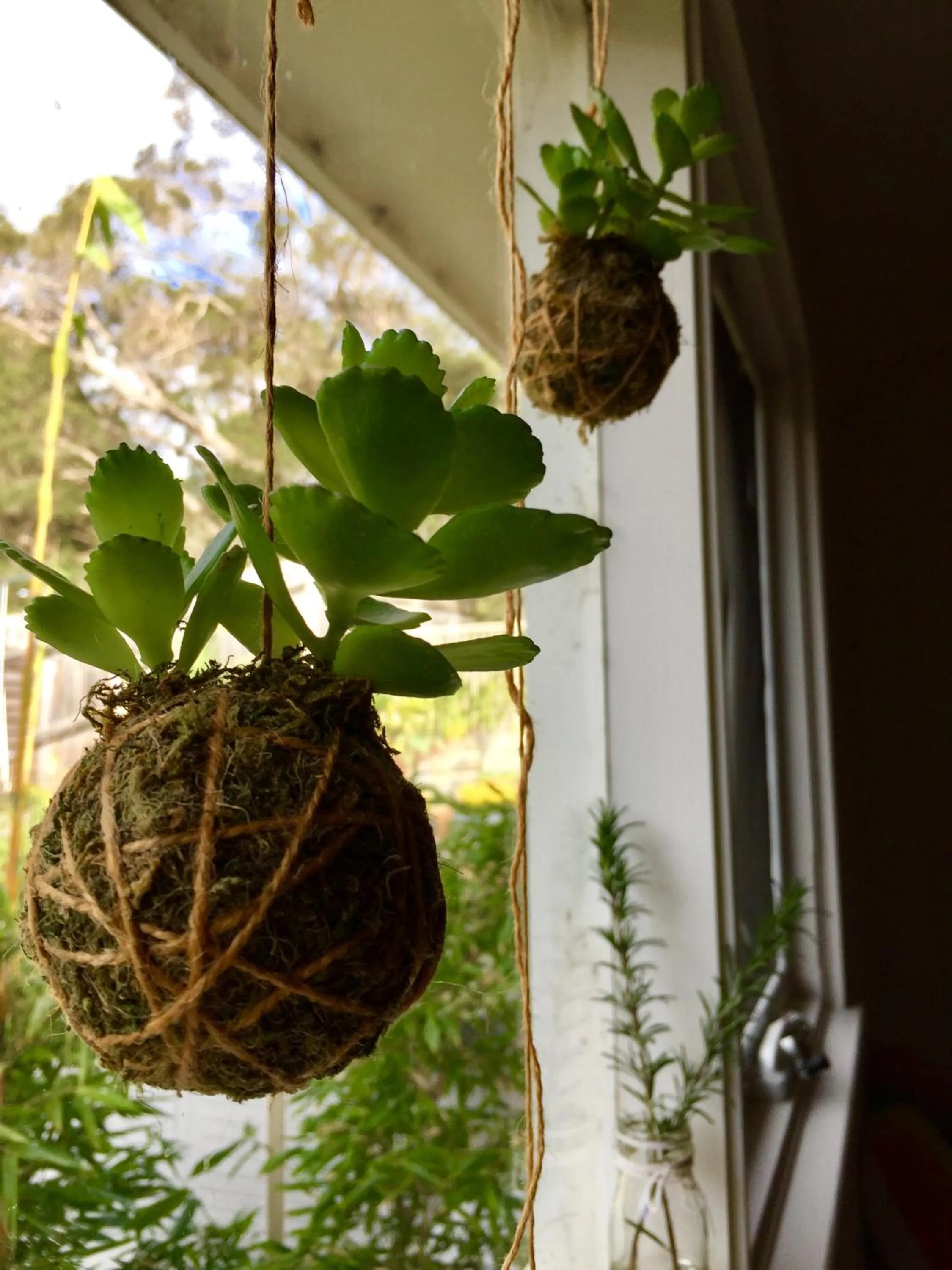 Decorative detail in Sunny Side Up B&B Rye