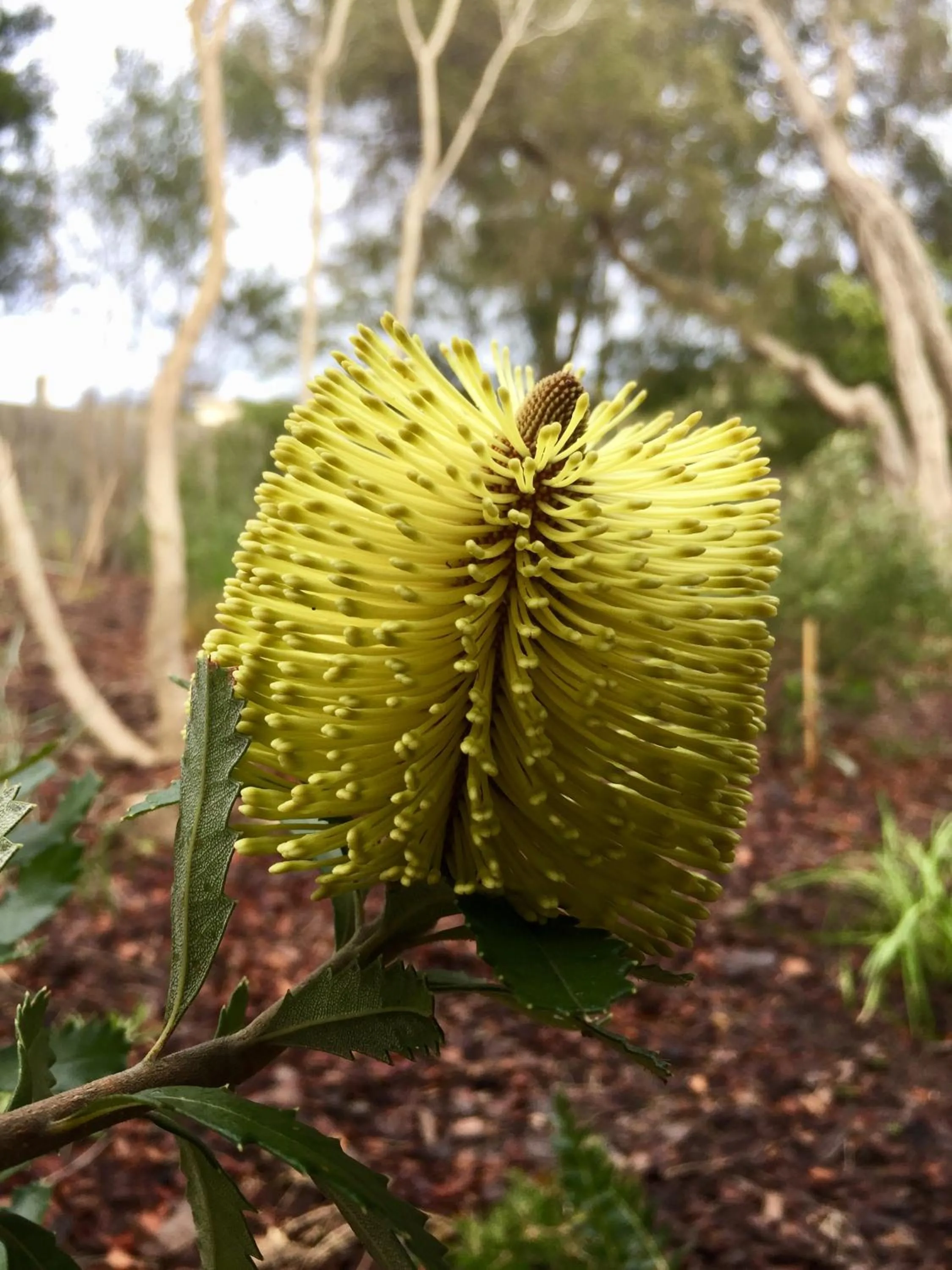 Sunny Side Up B&B Rye