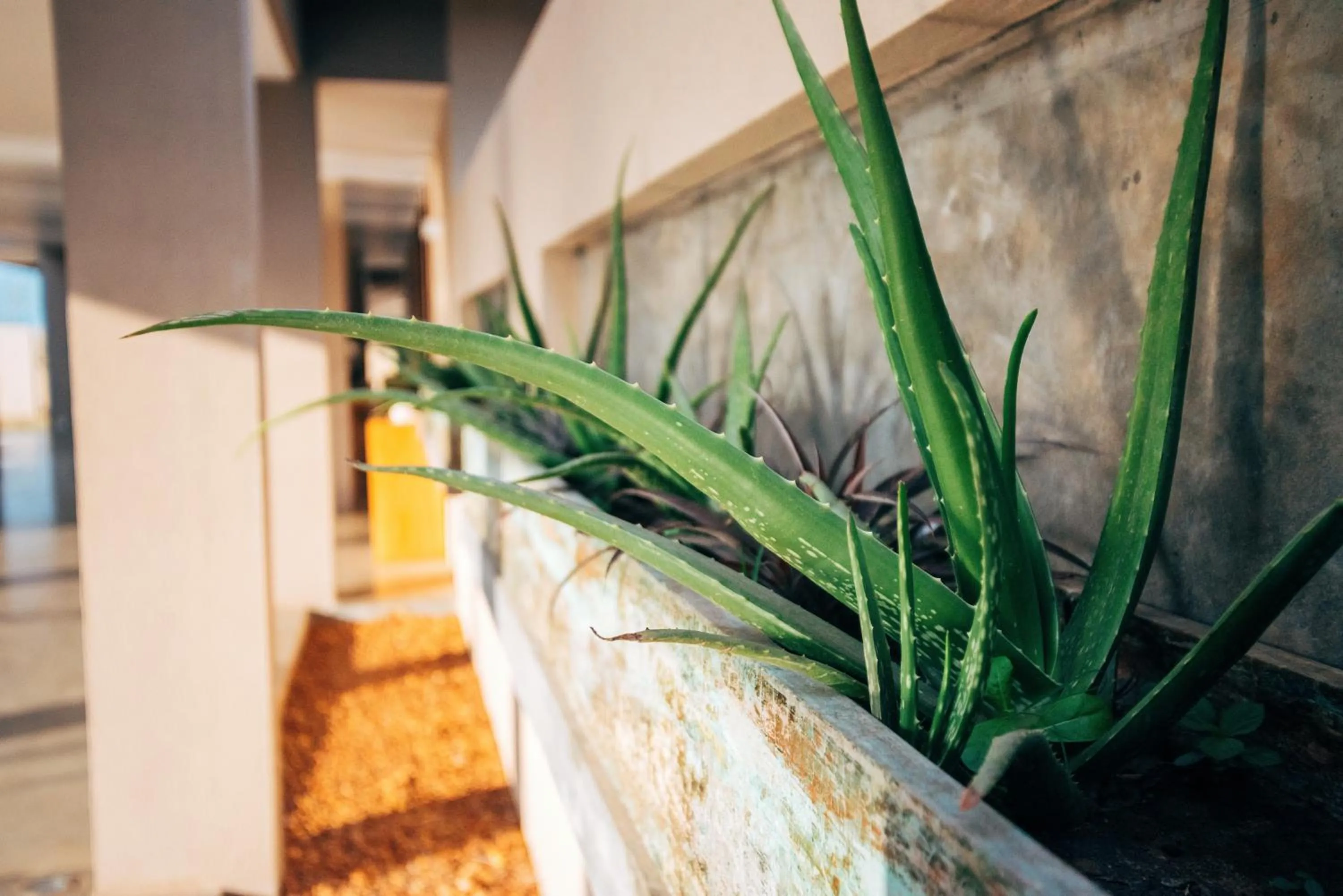 Property building in The Palmyrah House