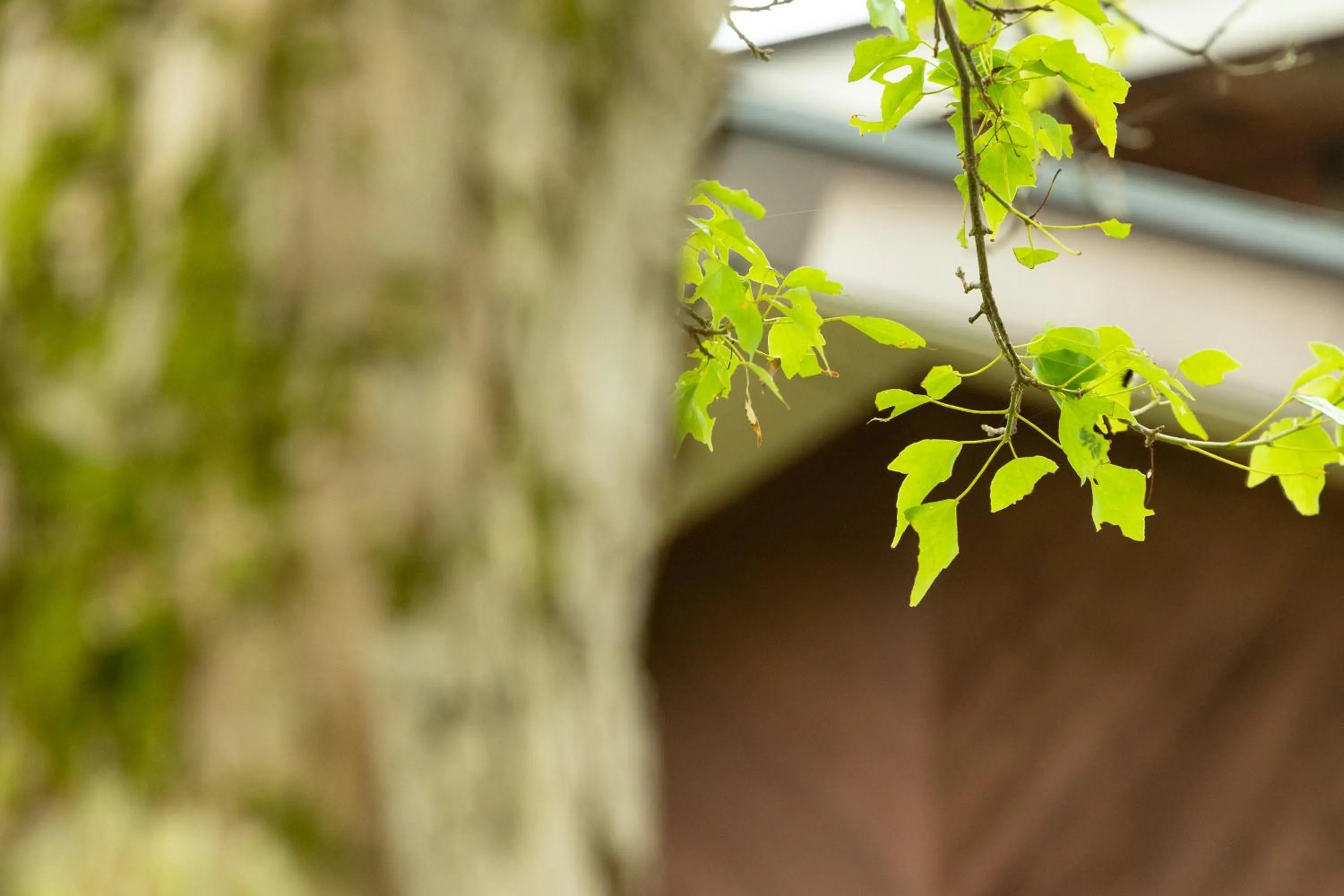 Natural landscape in Nature Cottage Akabeko