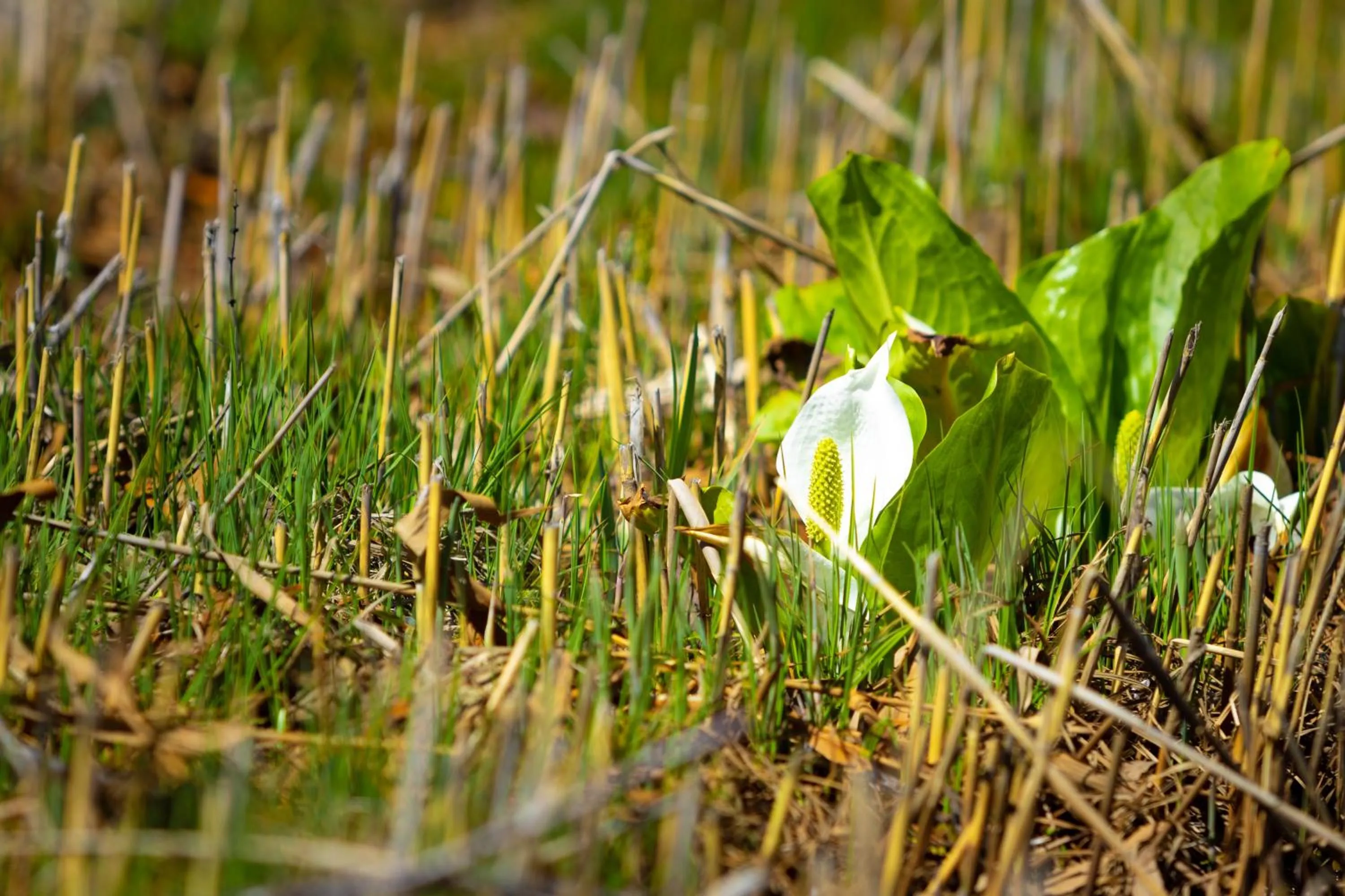 Spring in Nature Cottage Akabeko