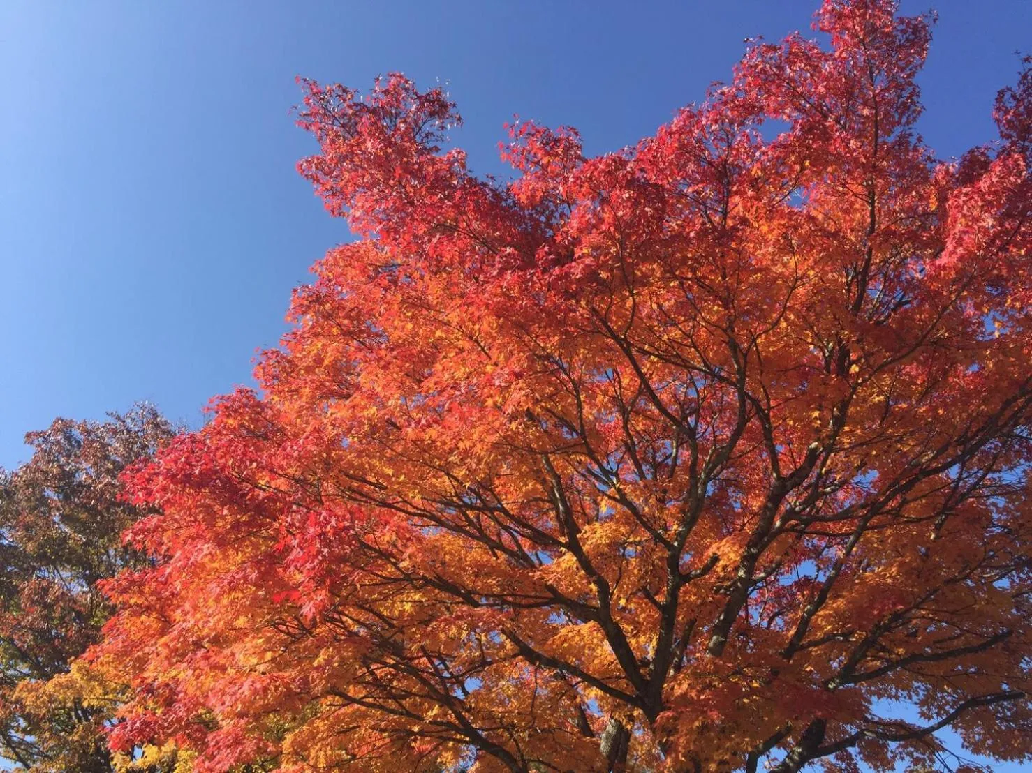 Natural landscape in Nature Cottage Akabeko