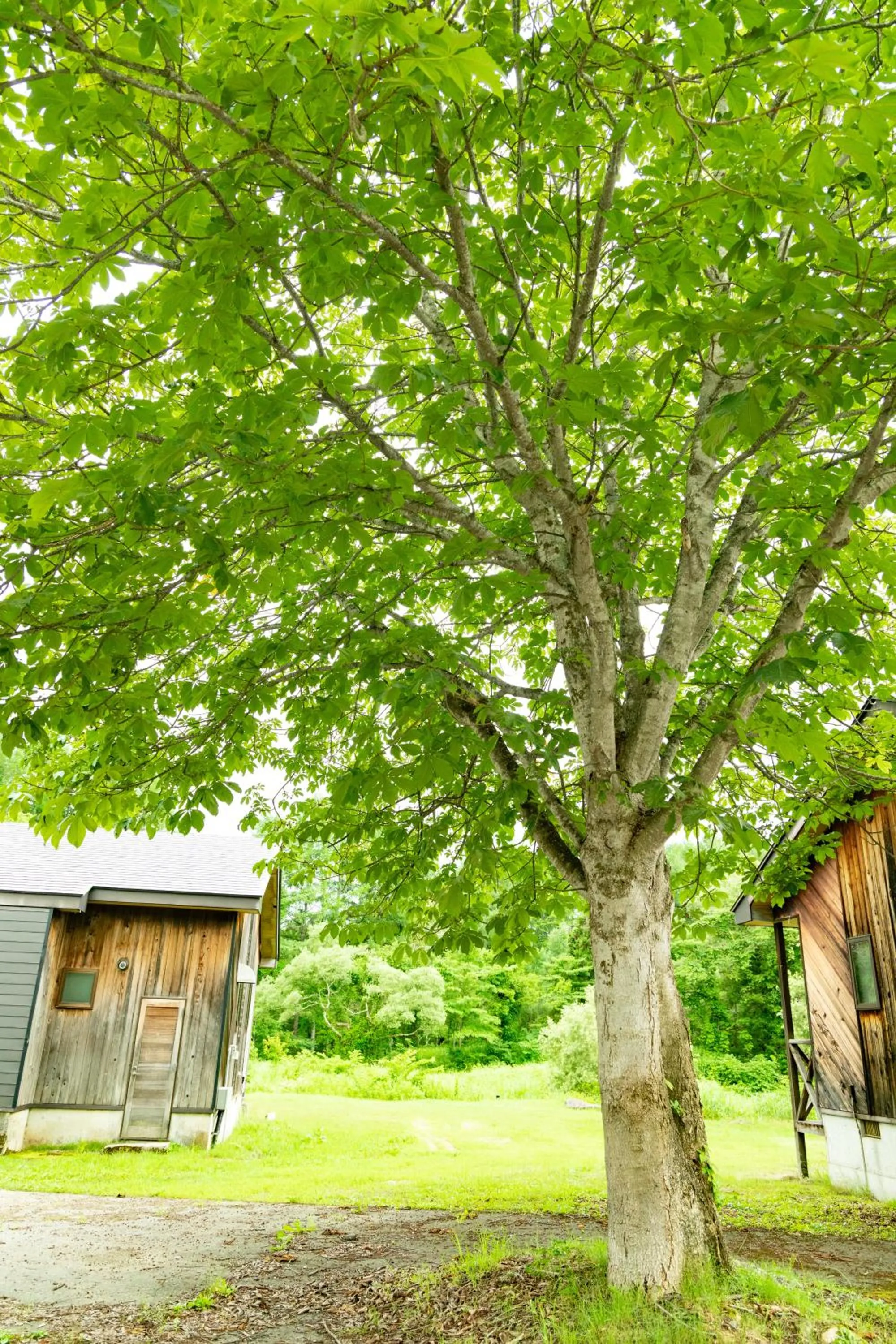 Natural landscape in Nature Cottage Akabeko