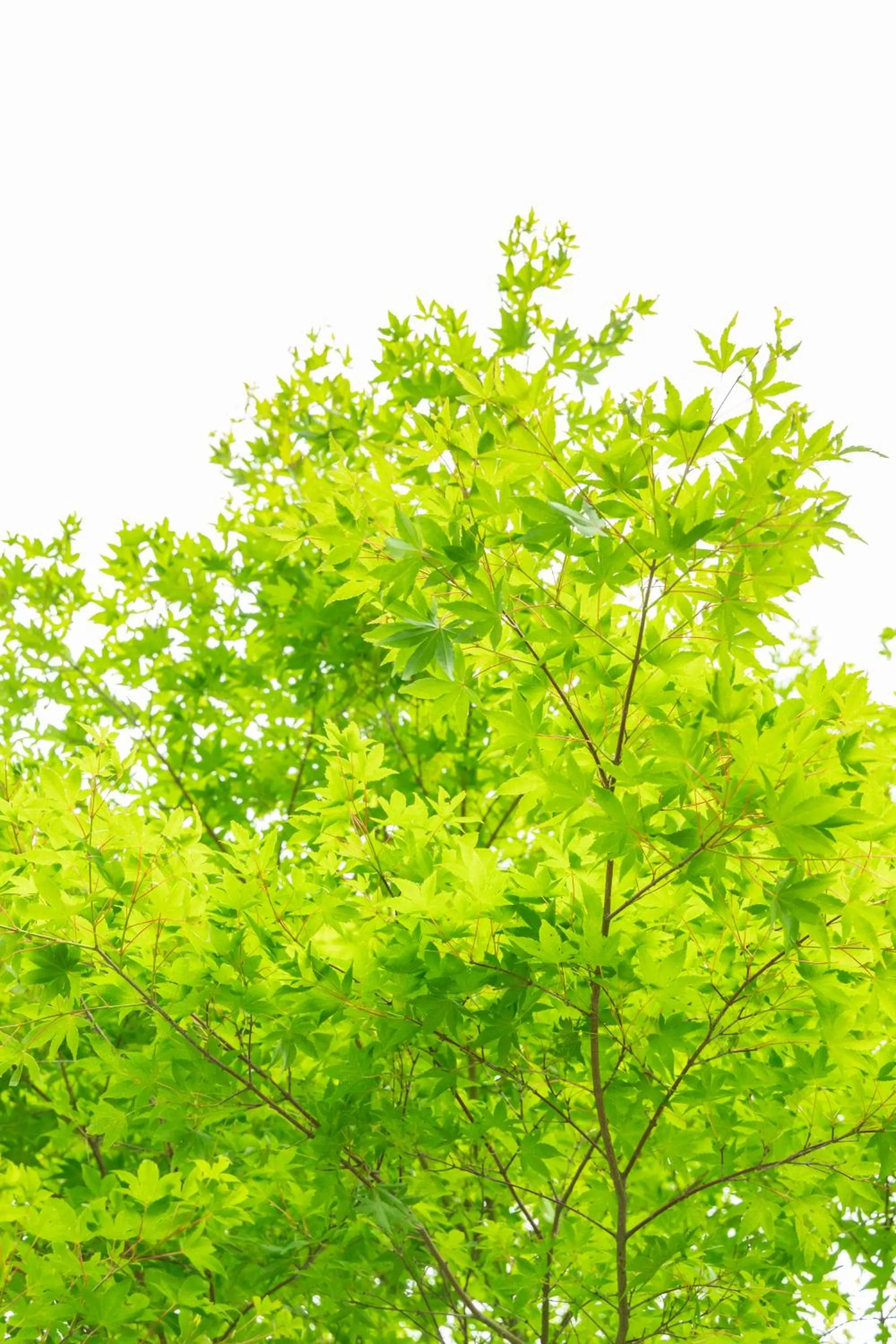 Natural landscape in Nature Cottage Akabeko