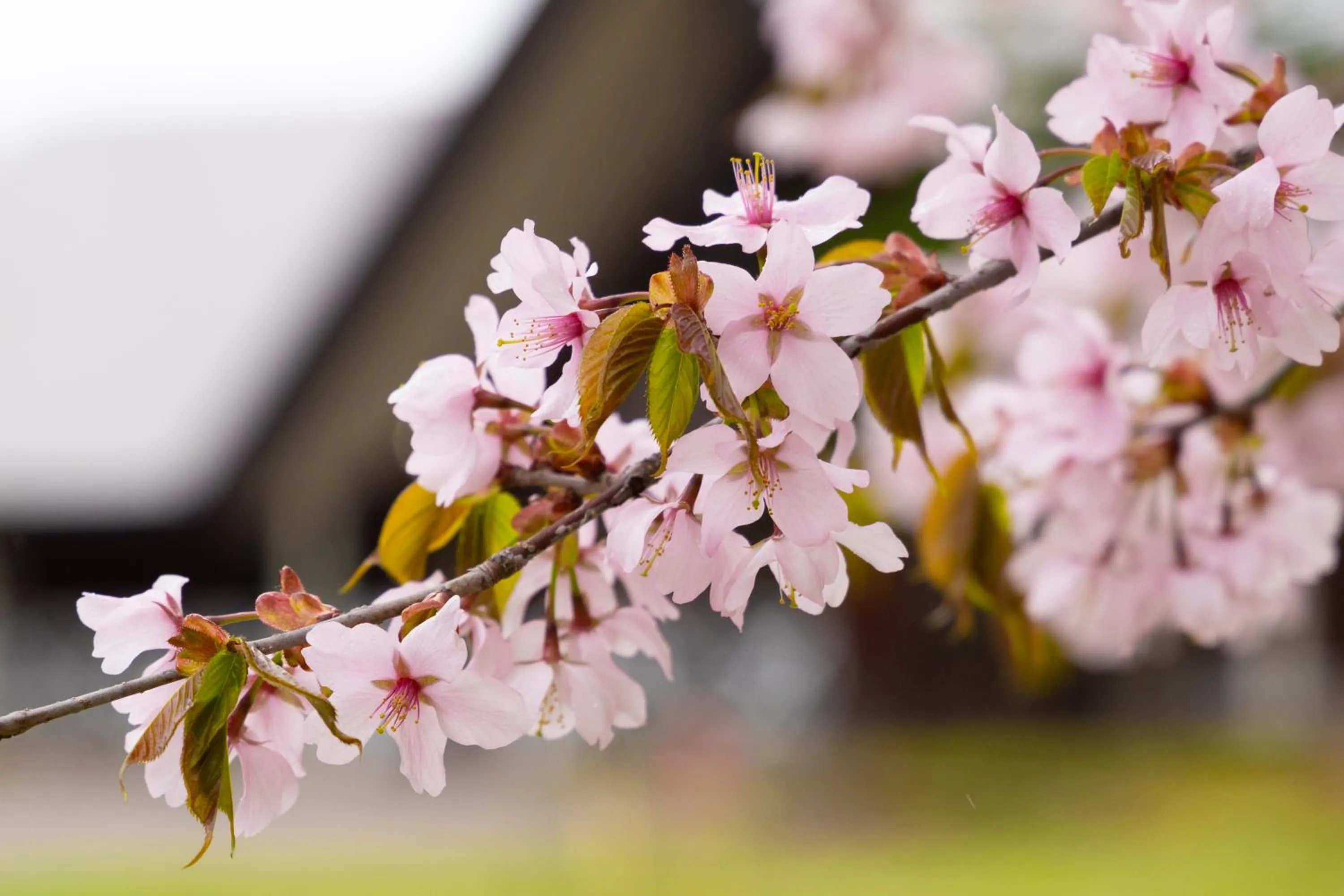 Spring in Nature Cottage Akabeko