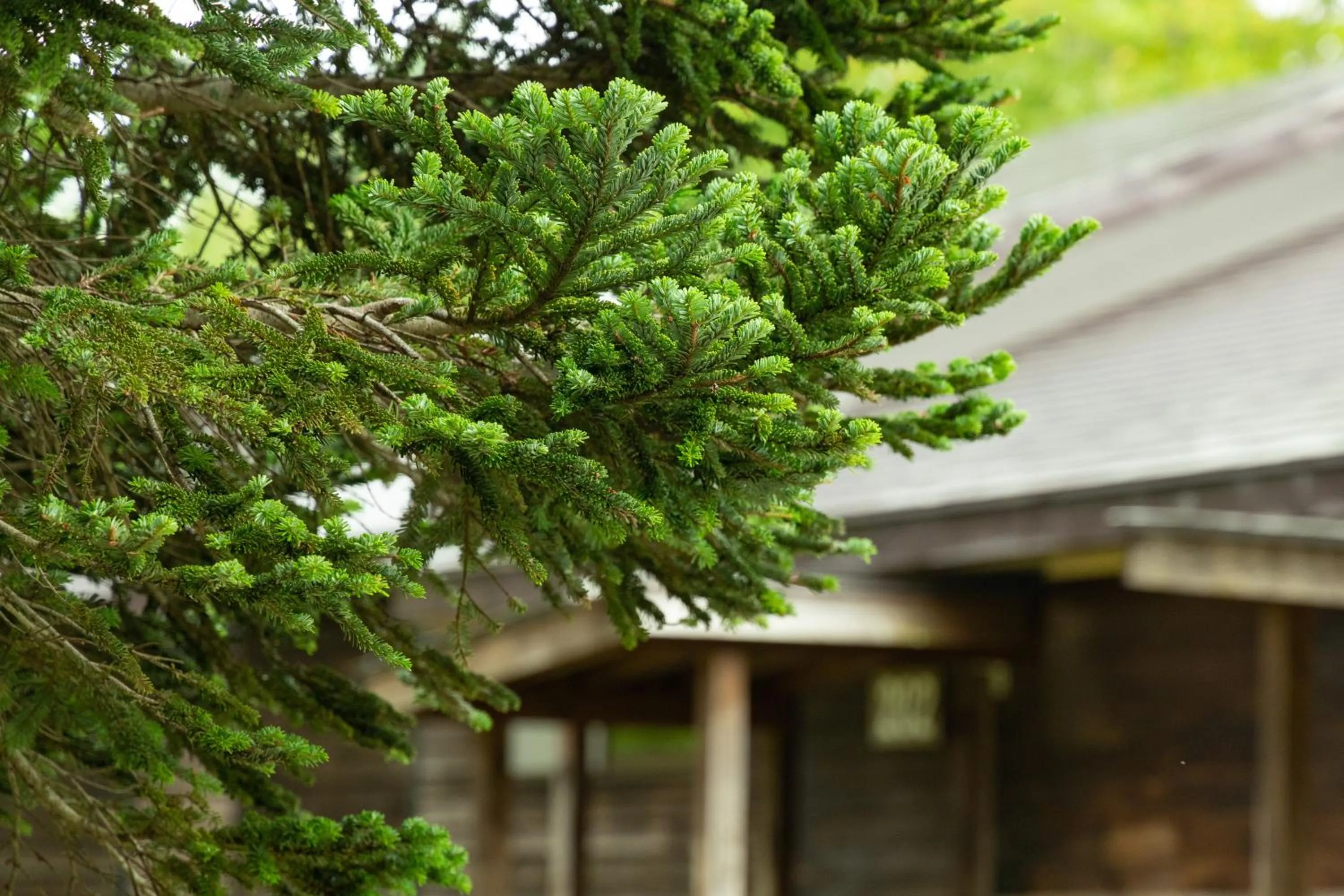 Day in Nature Cottage Akabeko