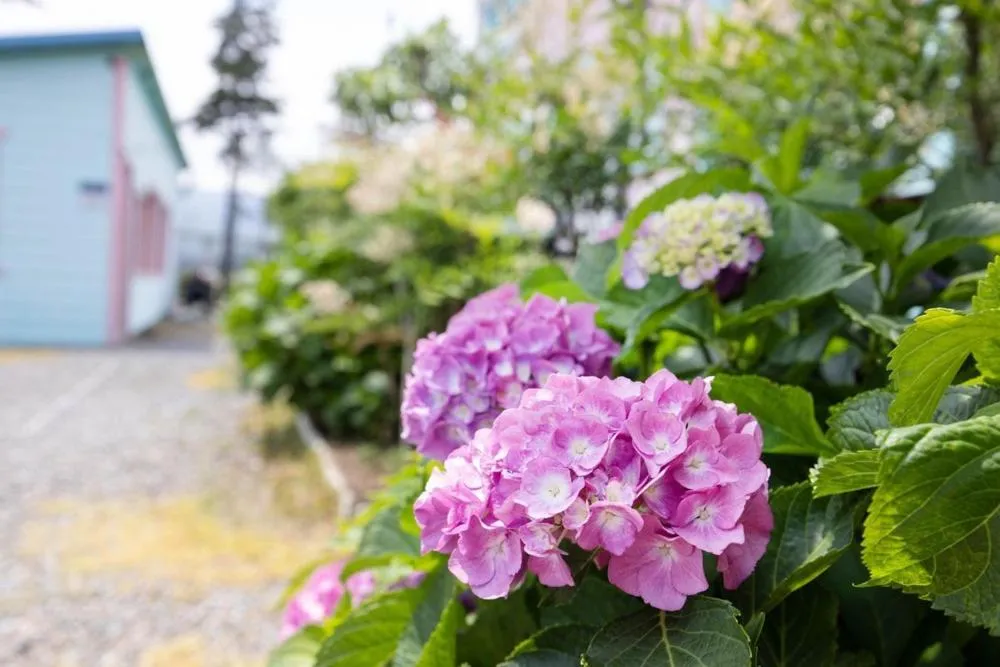 Yangyang Blue Ara Pension