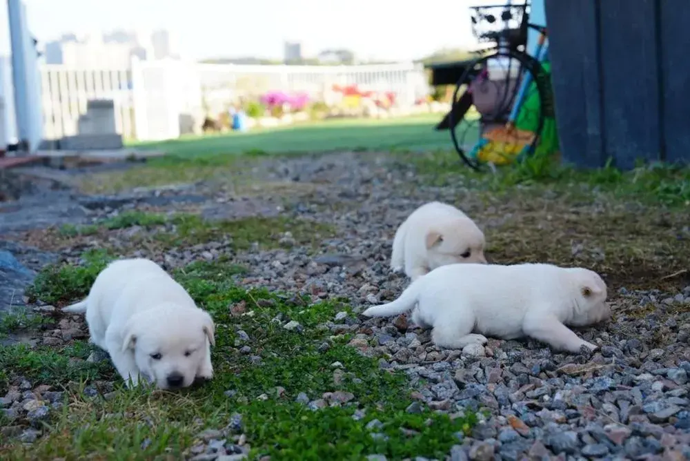 Yangyang Blue Ara Pension Yangyang Blue Ara Pension