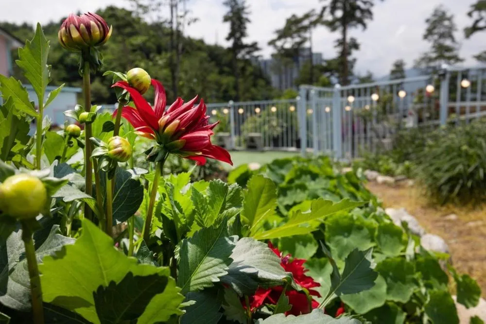 Yangyang Blue Ara Pension