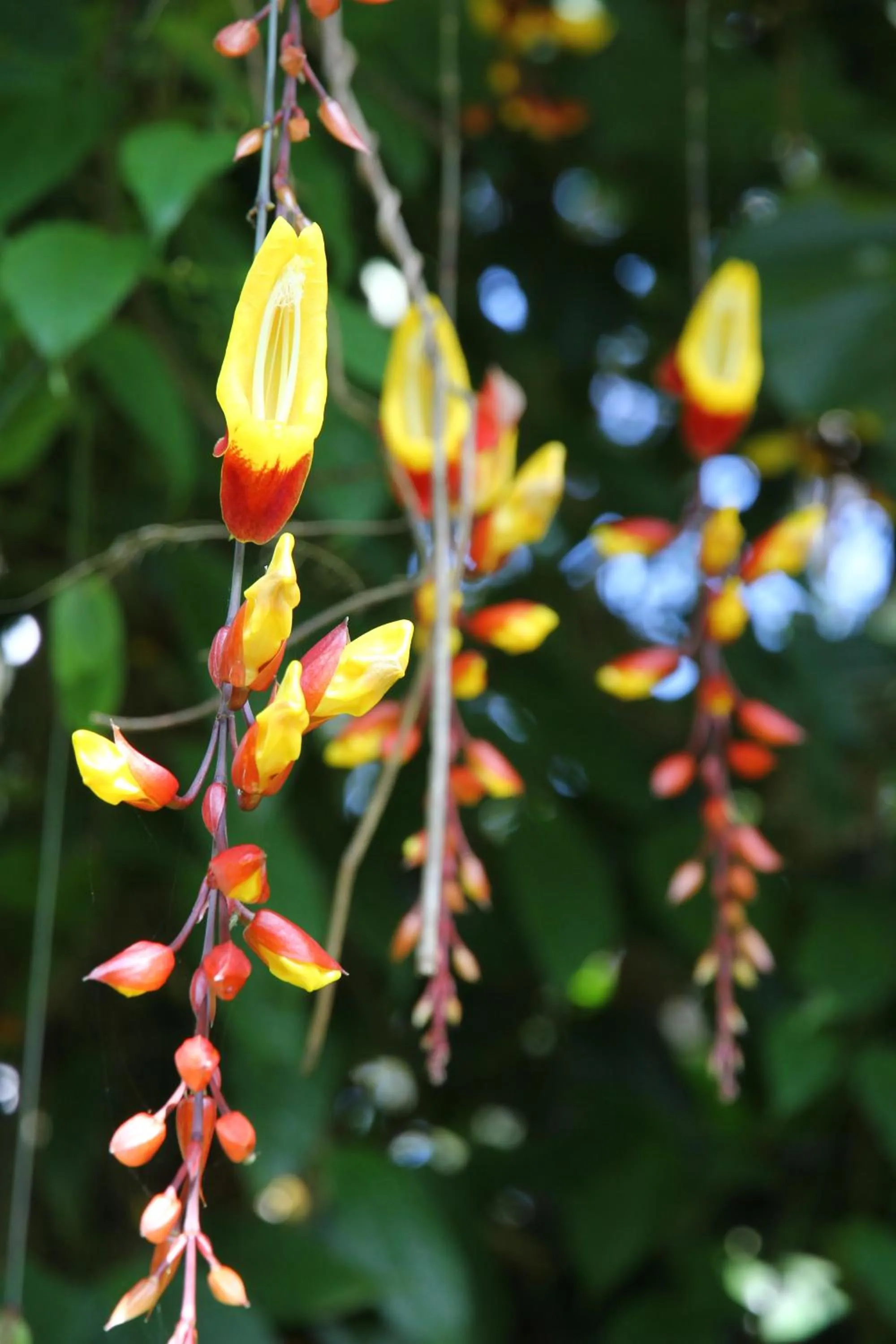 Garden in Chrissie's Hotel