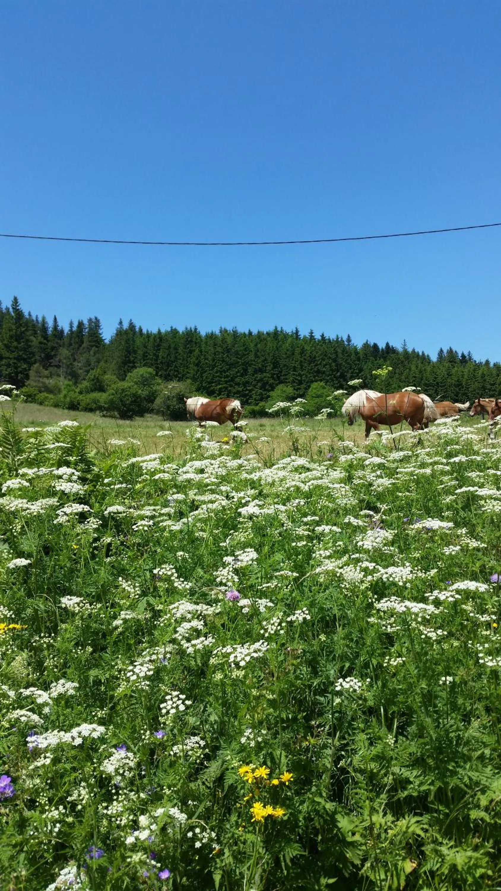 Off site in VVF Haute Loire Saint-Julien-Chapteuil