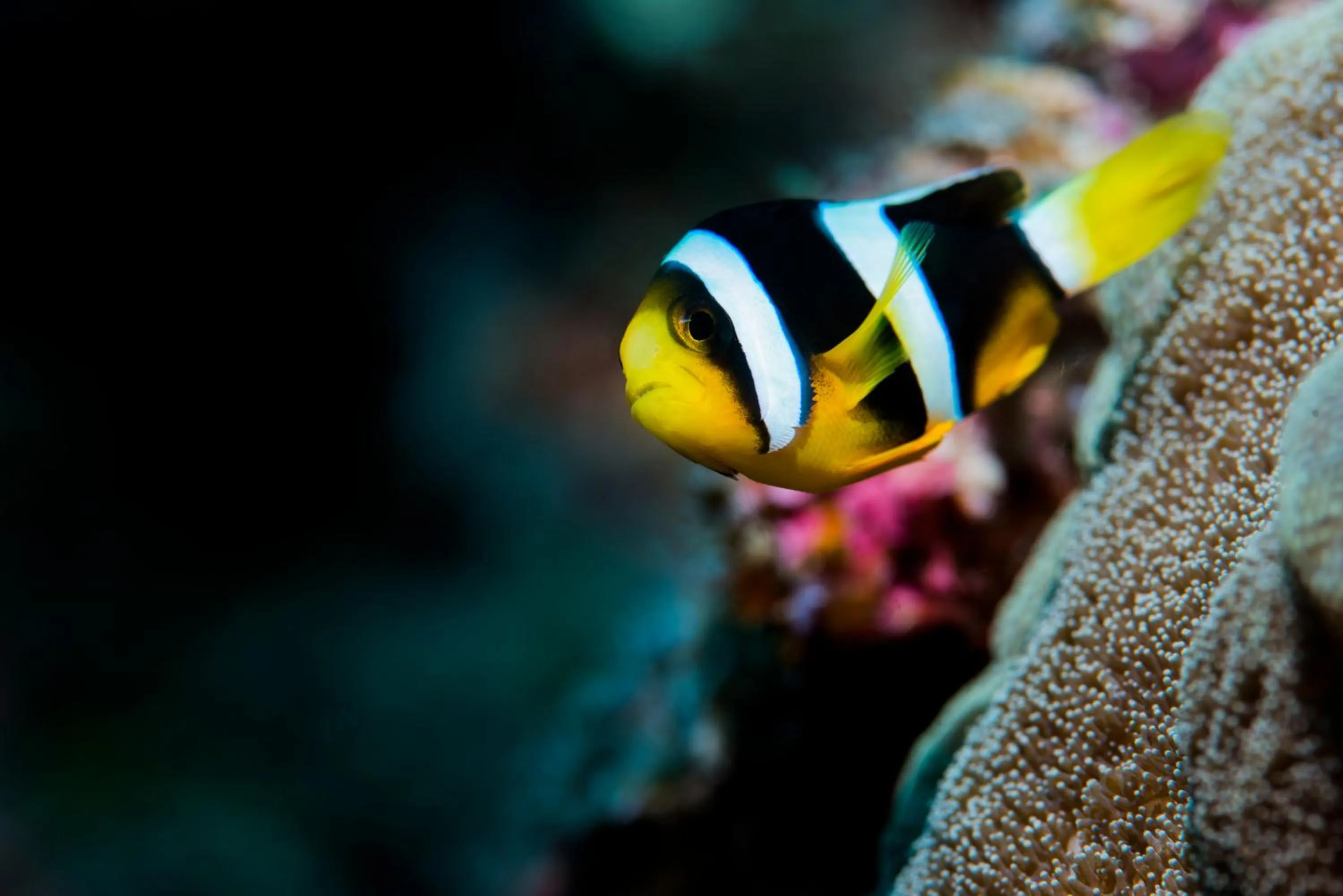 Snorkeling in Equator Village Maldives