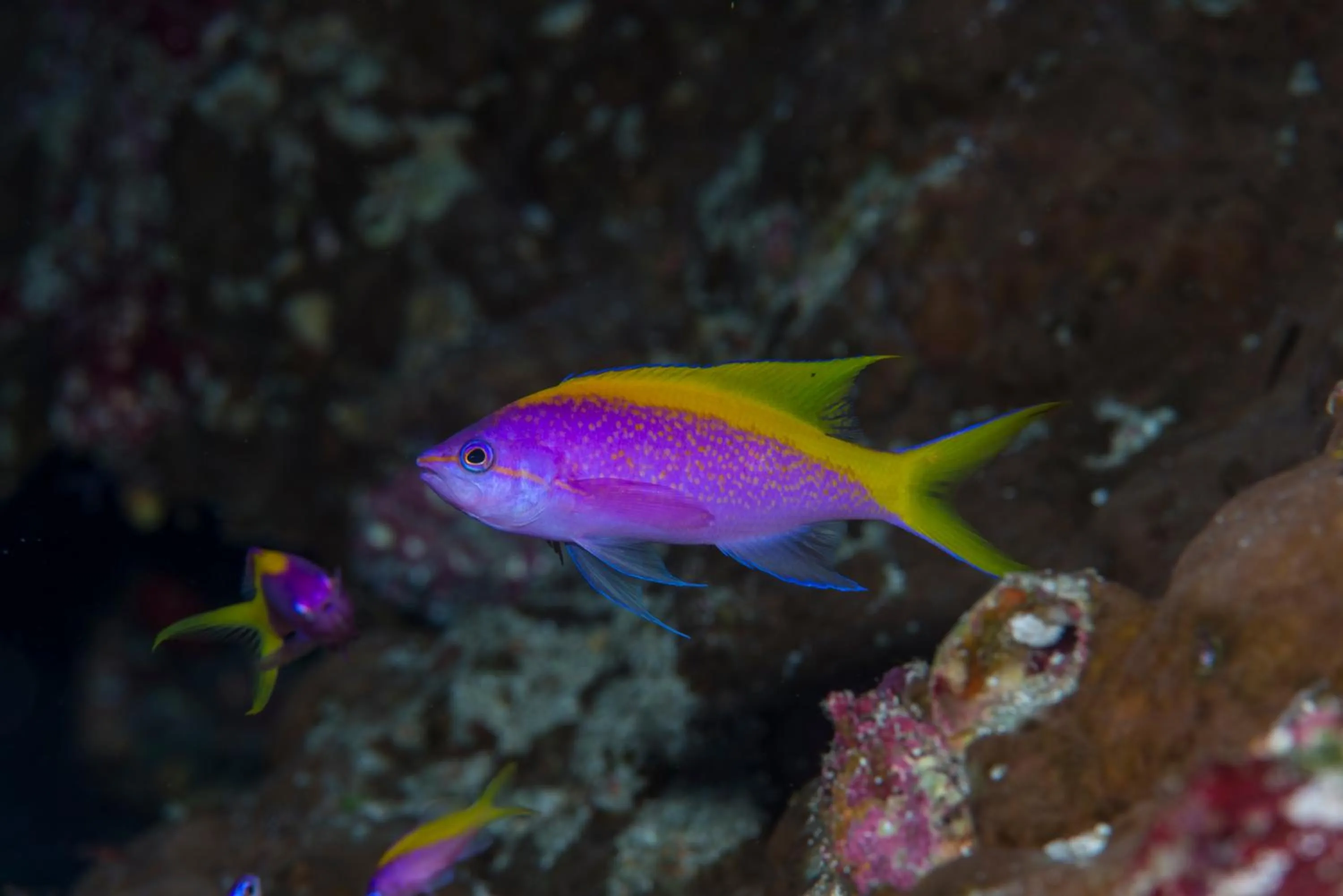 Diving in Equator Village Maldives