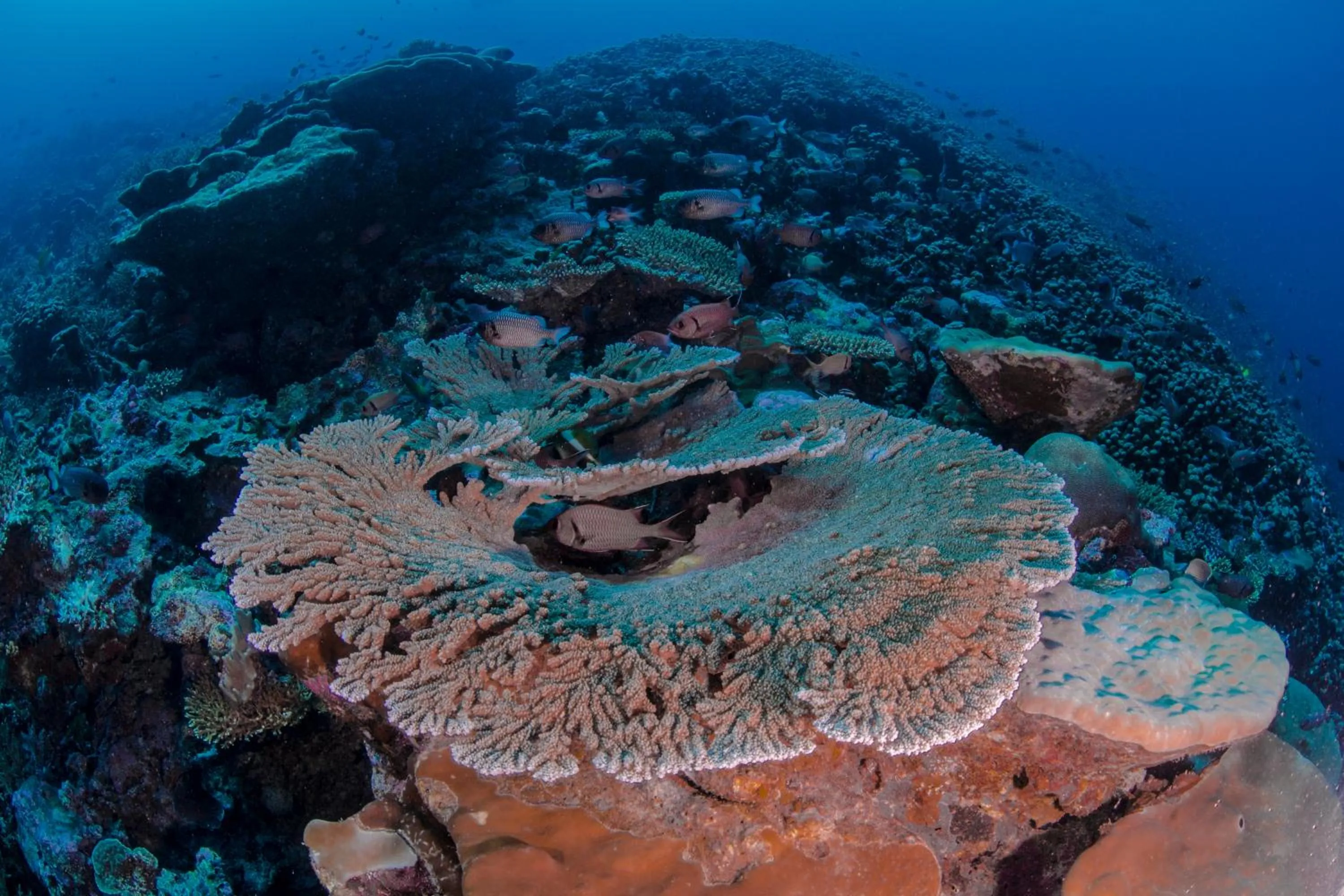 Diving in Equator Village Maldives