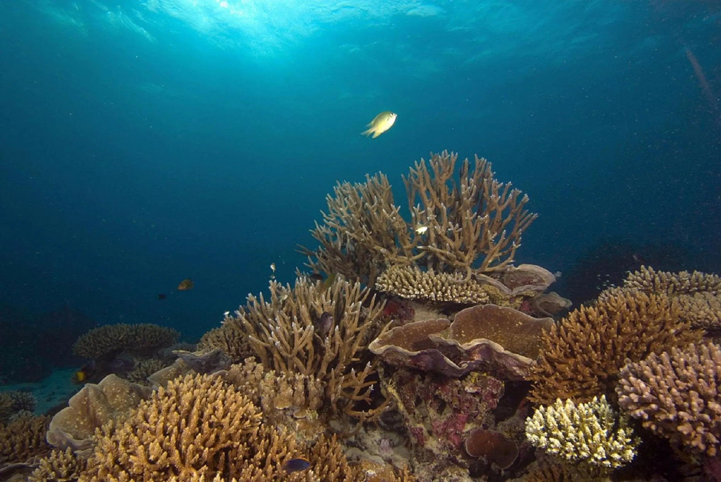 Diving in Equator Village Maldives