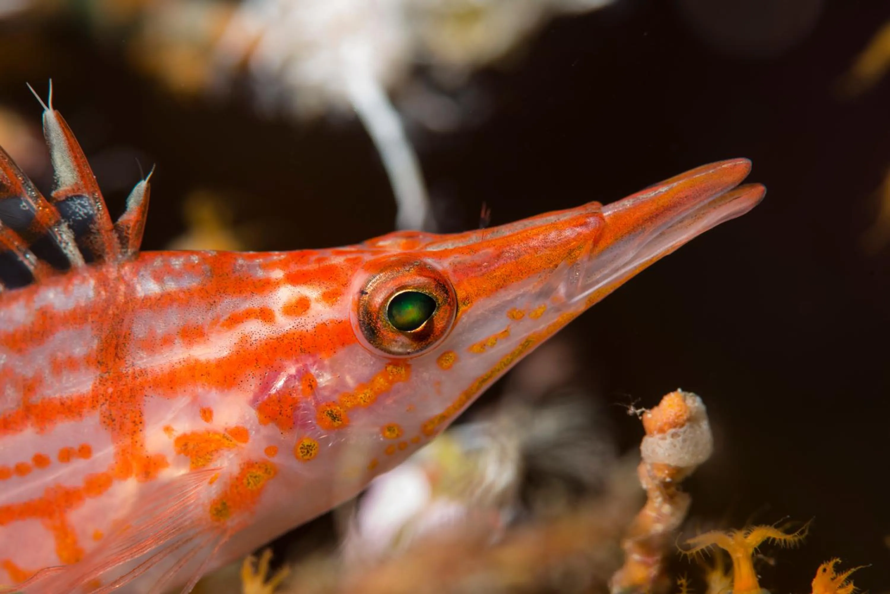 Diving in Equator Village Maldives