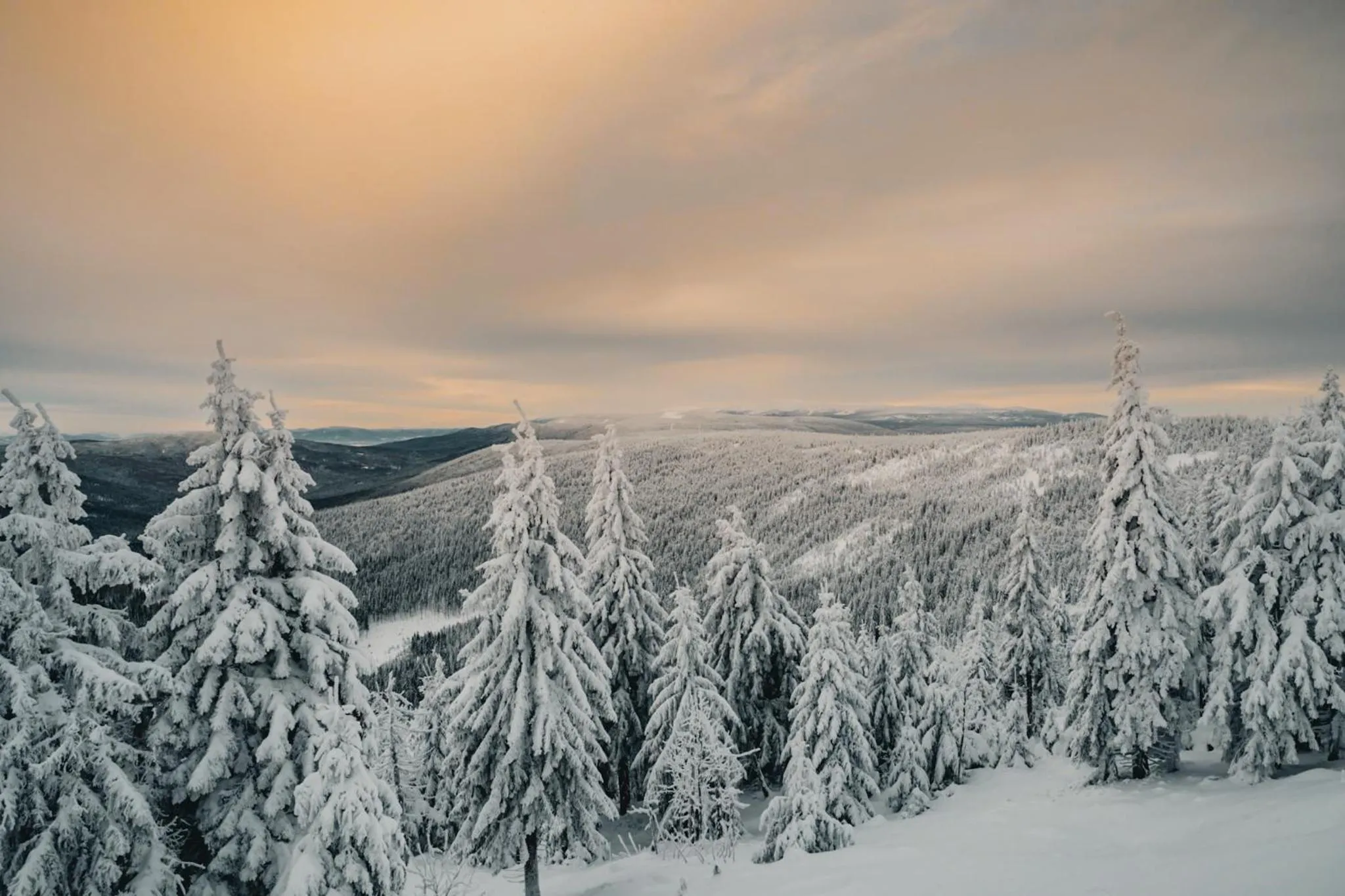 Day in Forest Park Resort & SPA