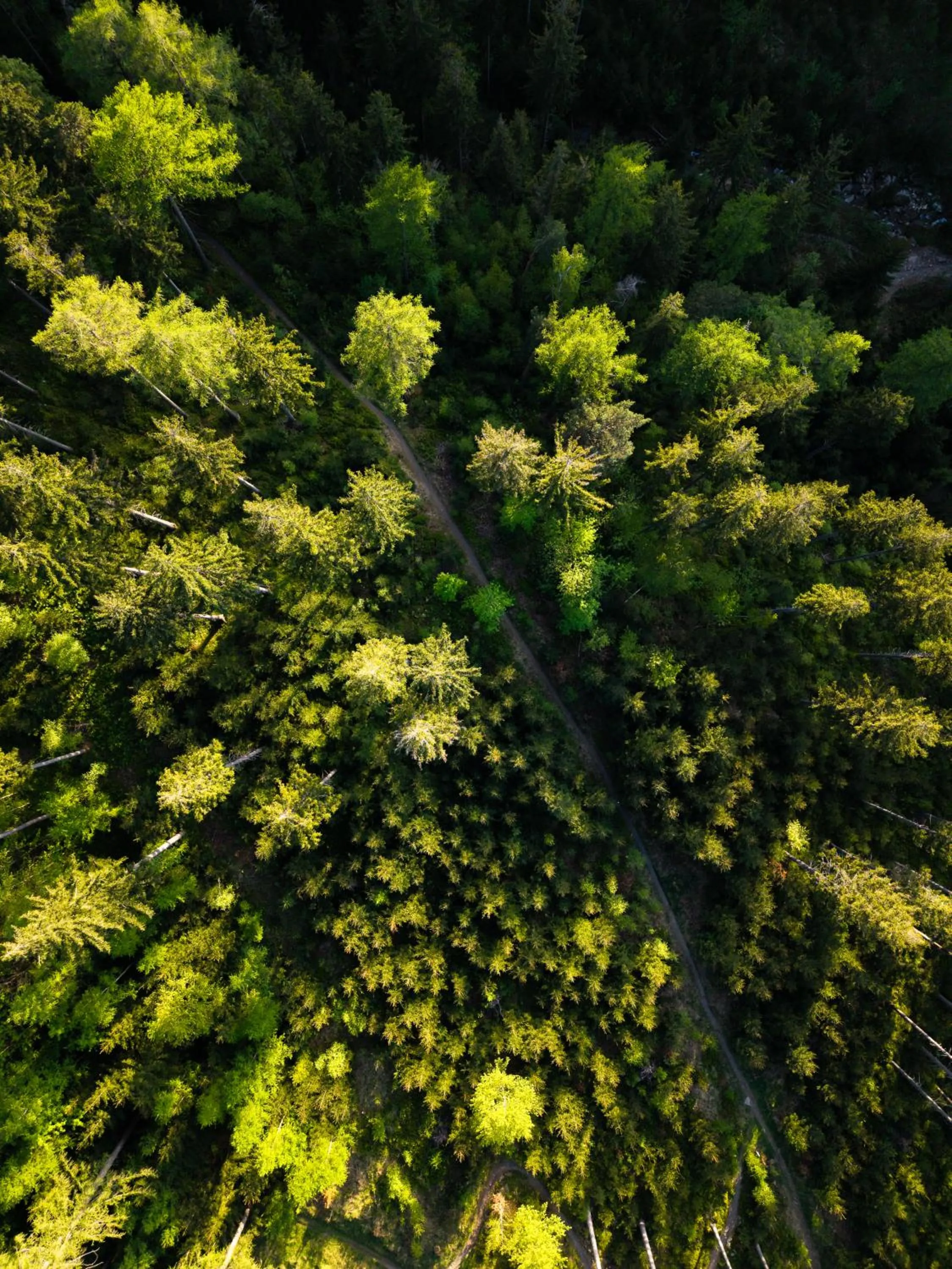 Spring in Forest Park Resort & SPA