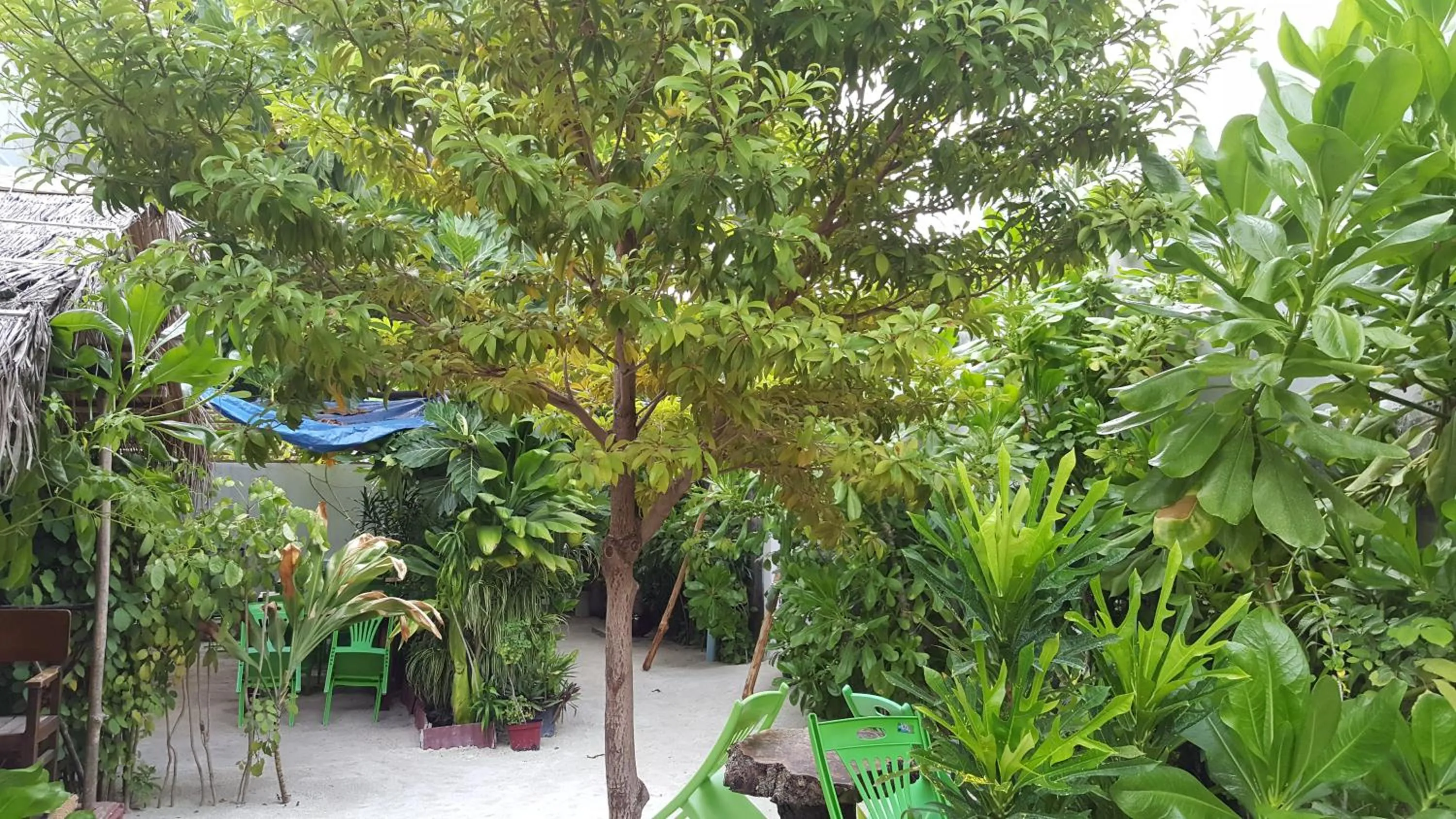 Garden in Maafushi View