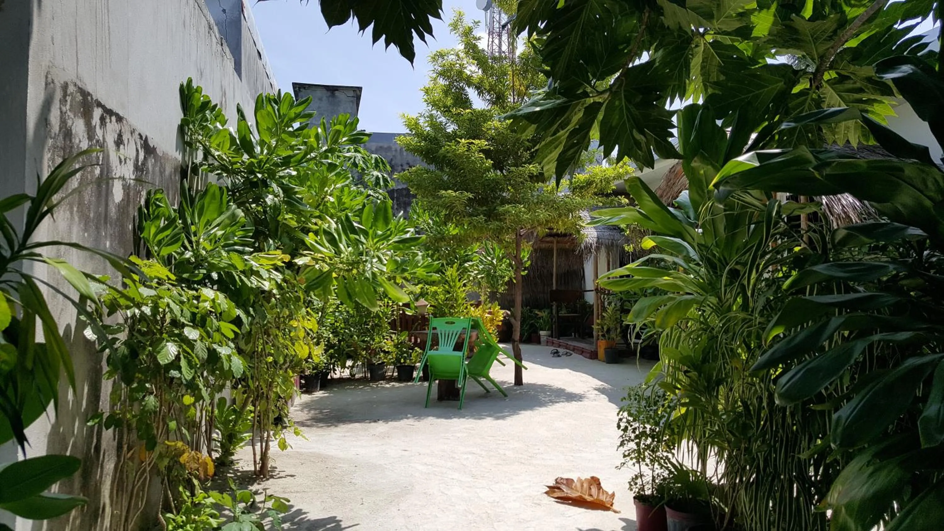 Restaurant/places to eat in Maafushi View