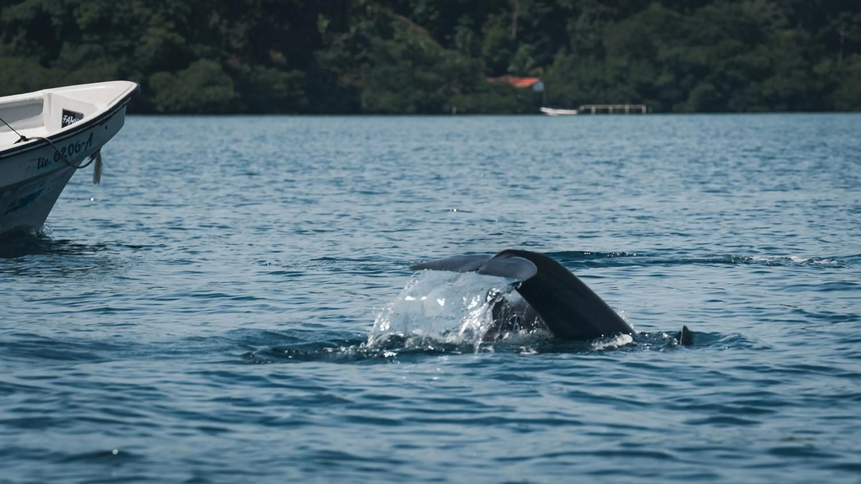 Animals in Palmar Beach Lodge