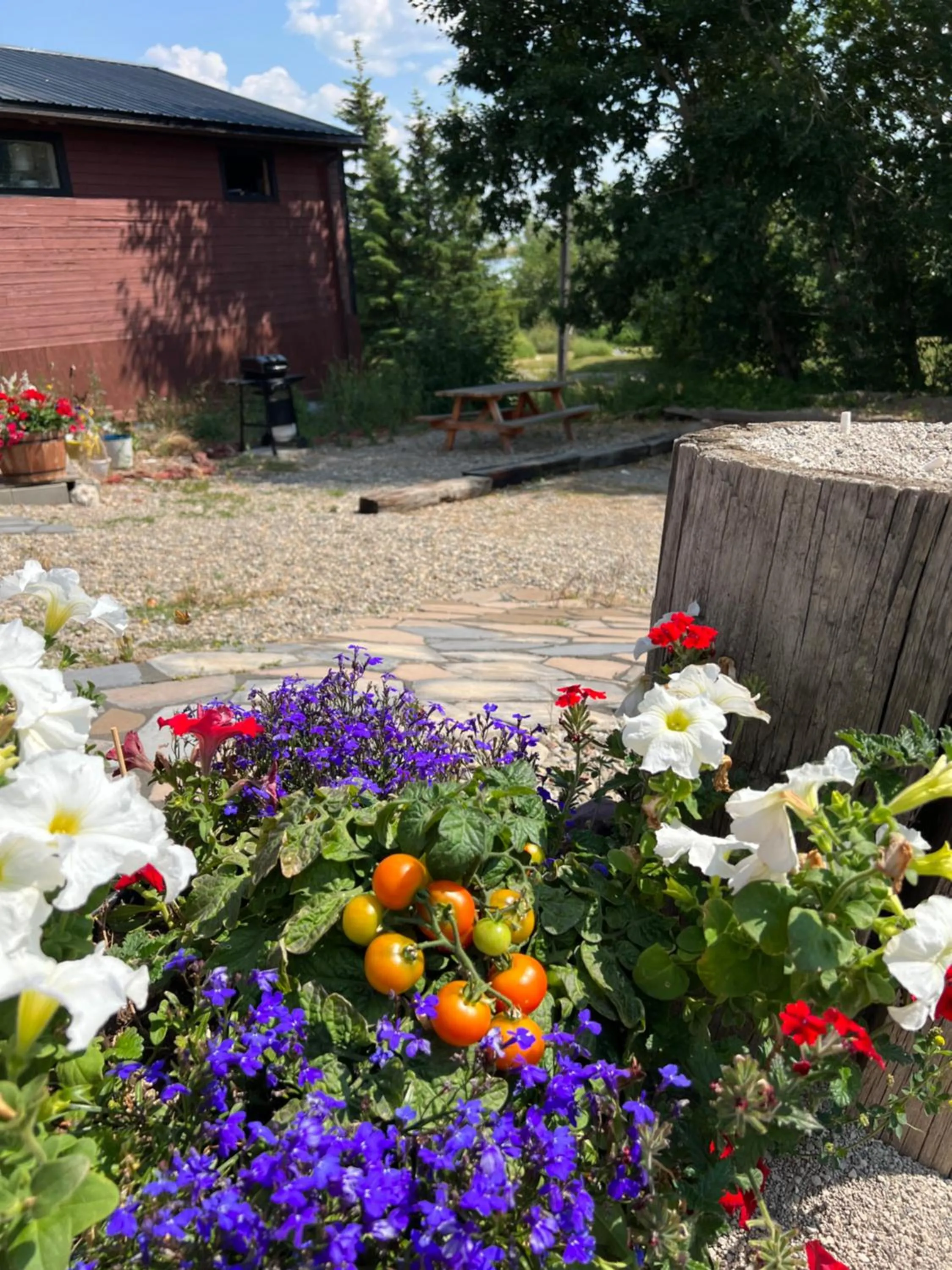 BBQ facilities in Bear Country Inn and Suites