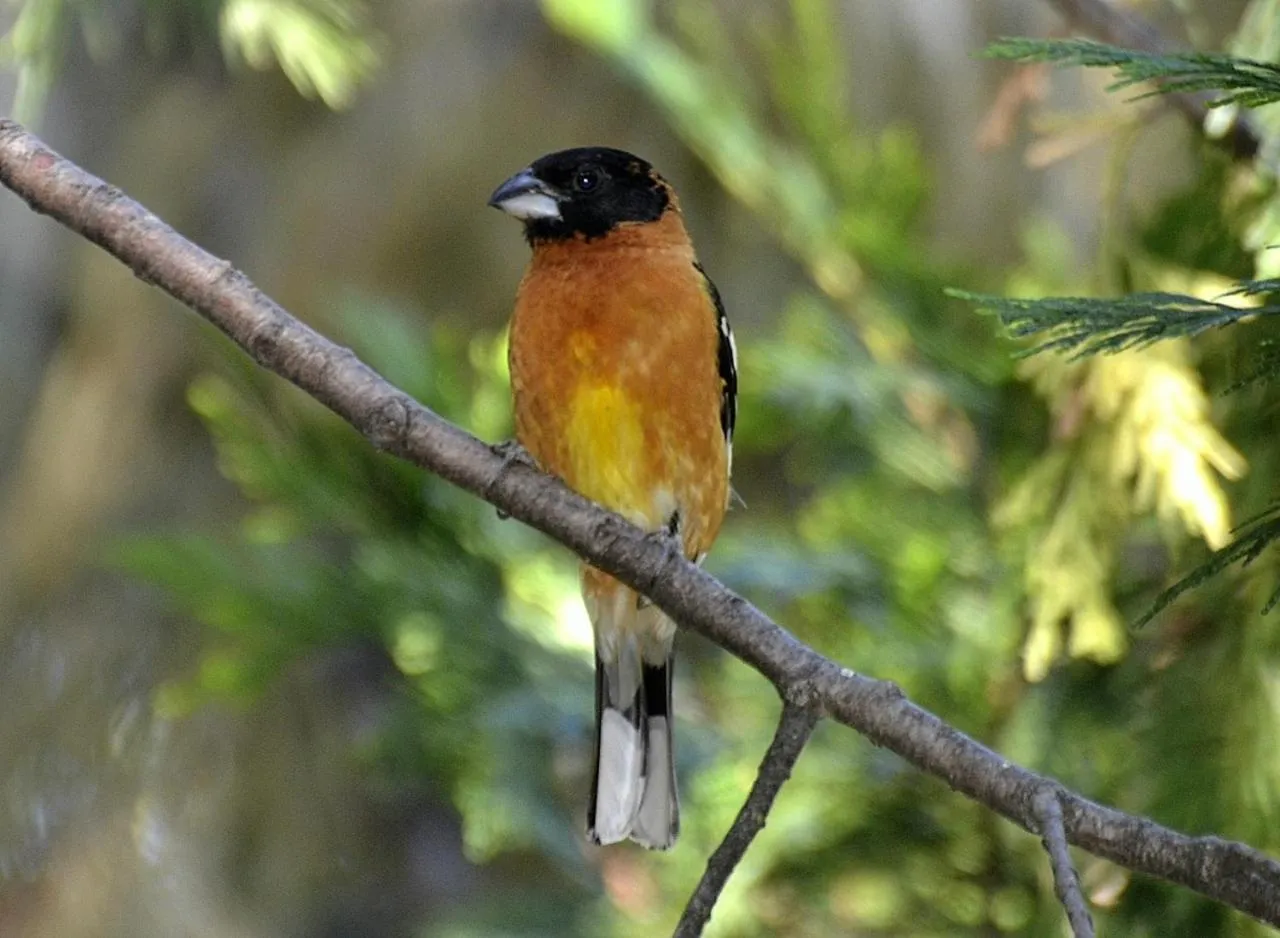 Animals in McCaffrey House Bed and Breakfast Inn
