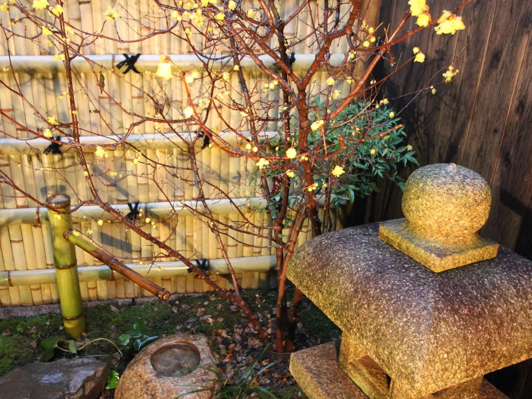 Garden view in Brian Machiya Inn