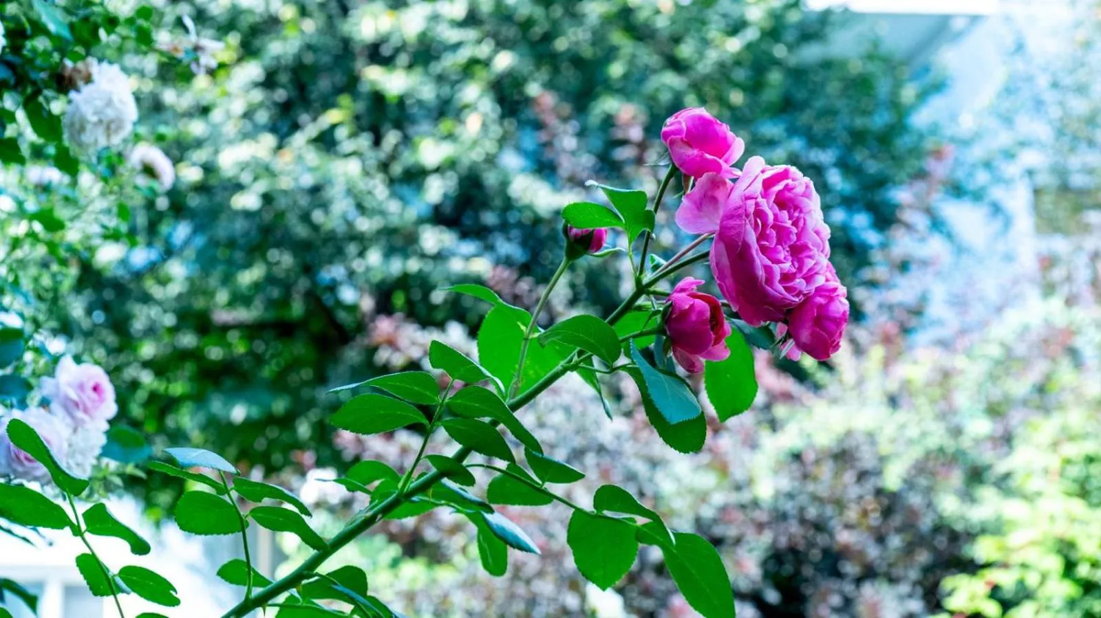 Hotel Villa Rückert