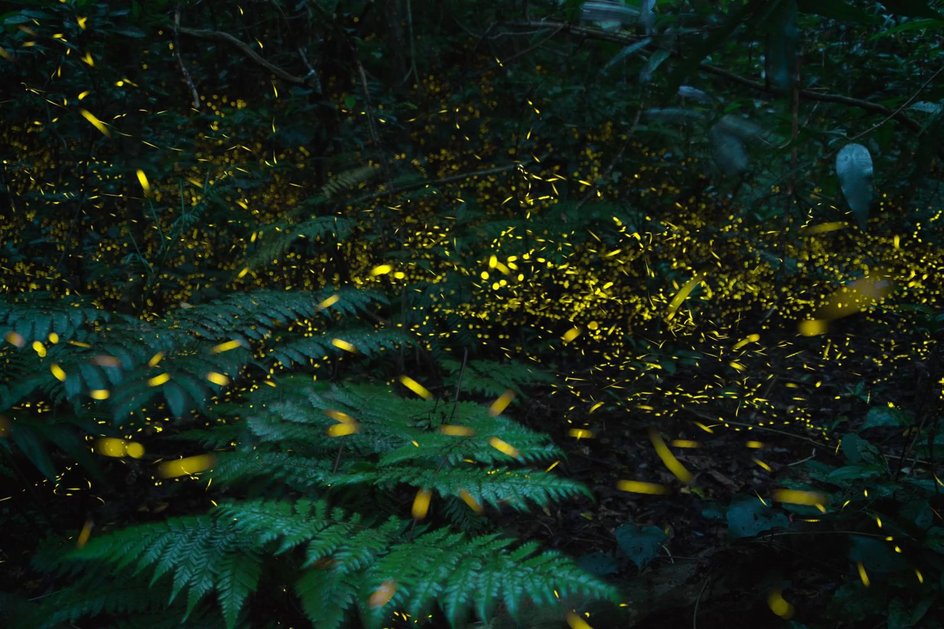 Iriomote Hotel by Hoshino Resorts