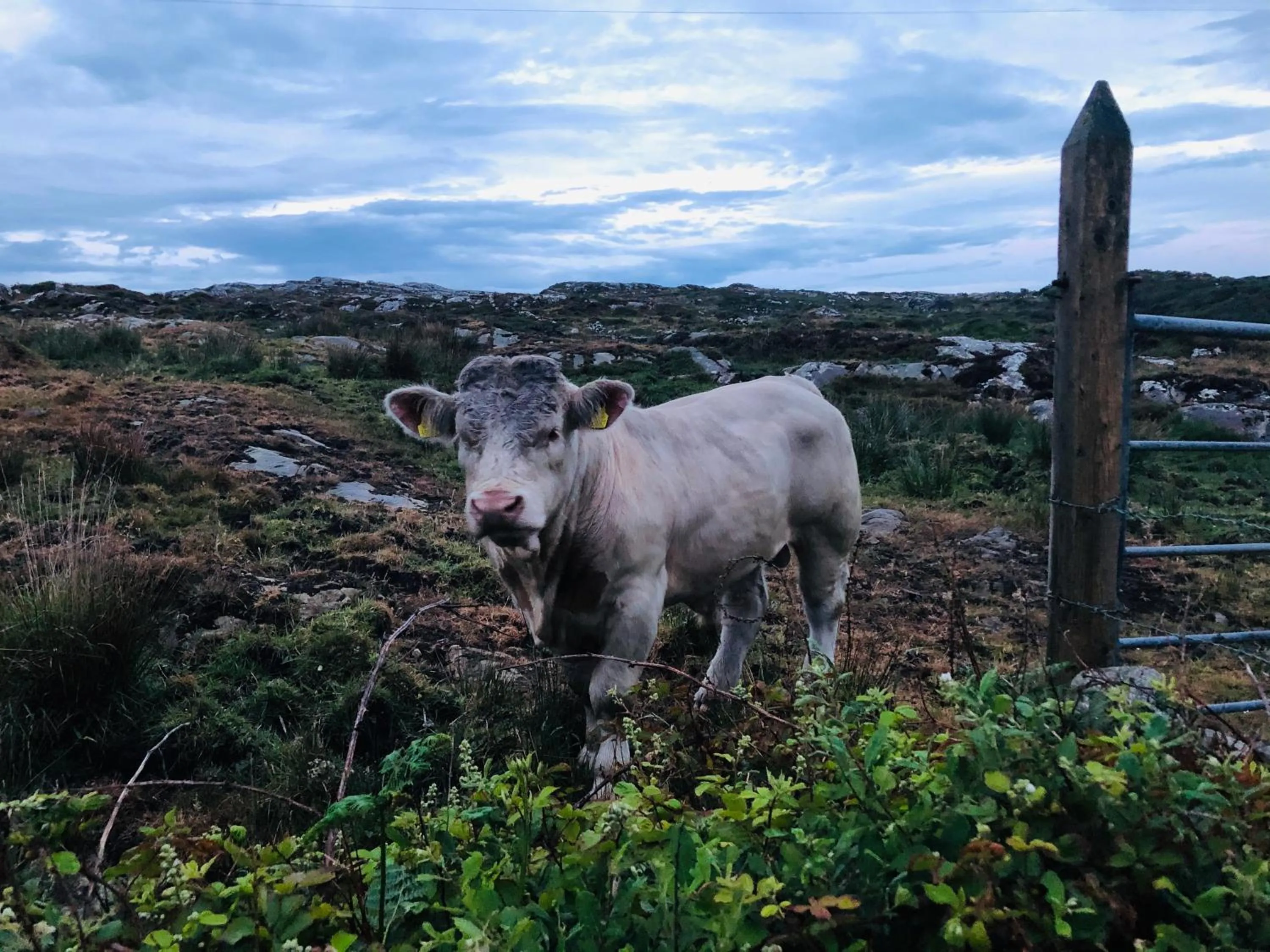 Animals in Connemara Sands Hotel & Spa