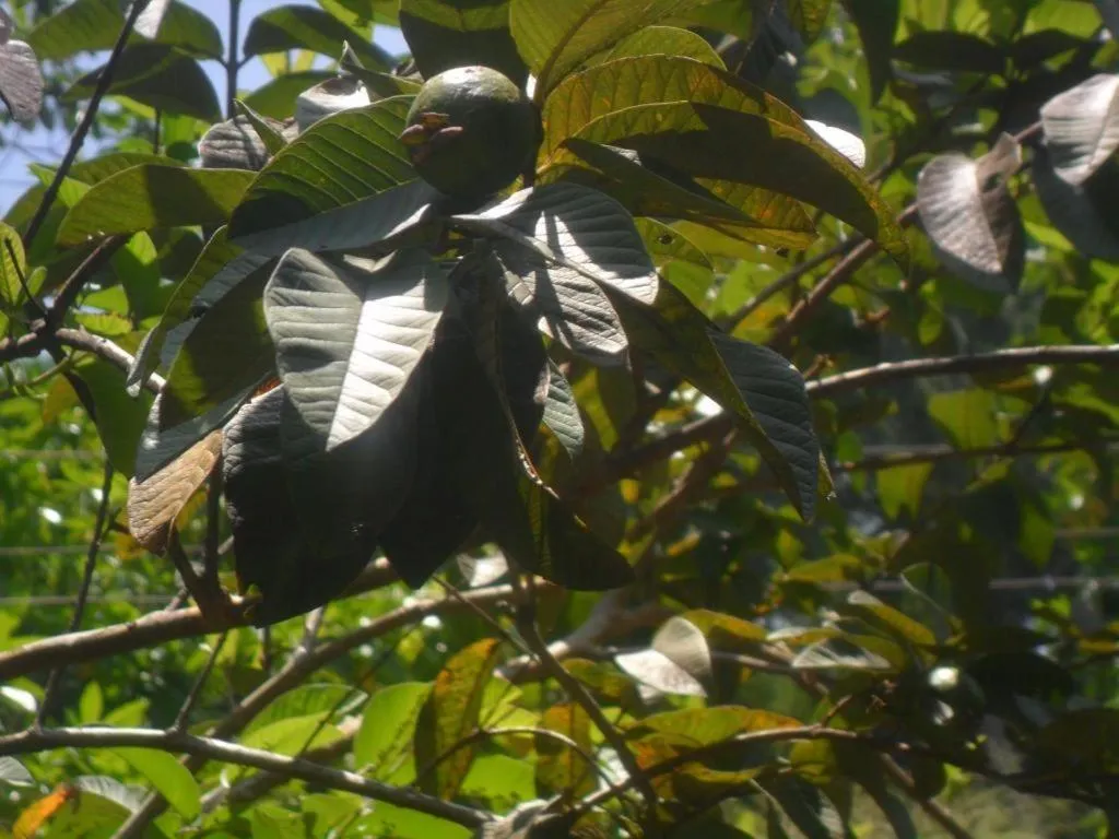 Mahaweli Regent Hotel