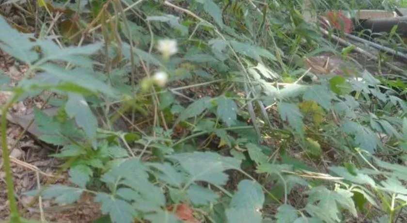 Mahaweli Regent Hotel