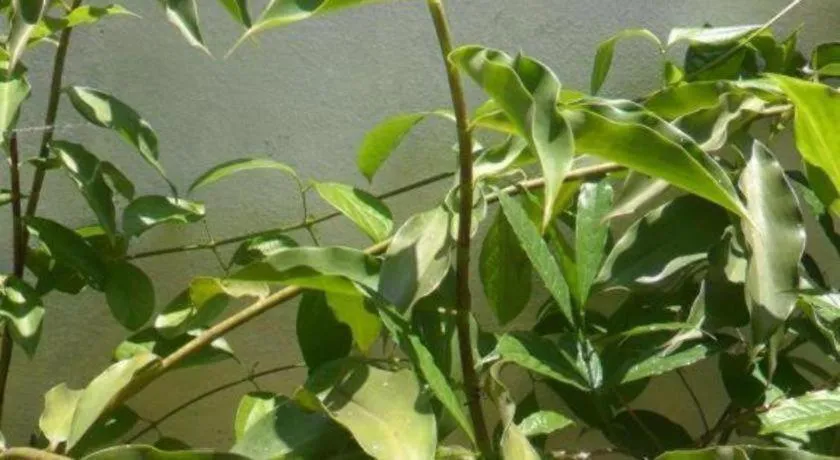 Mahaweli Regent Hotel