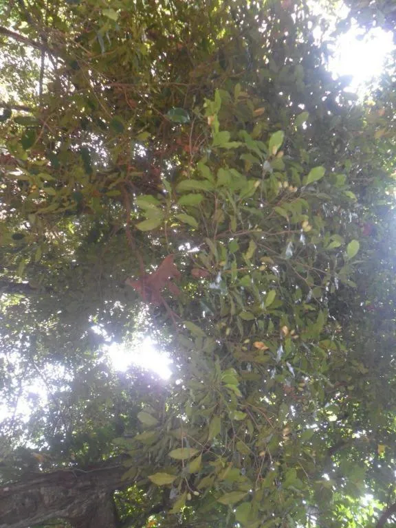 Mahaweli Regent Hotel