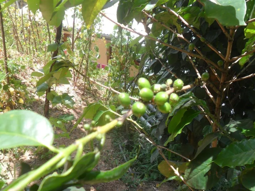 Mahaweli Regent Hotel