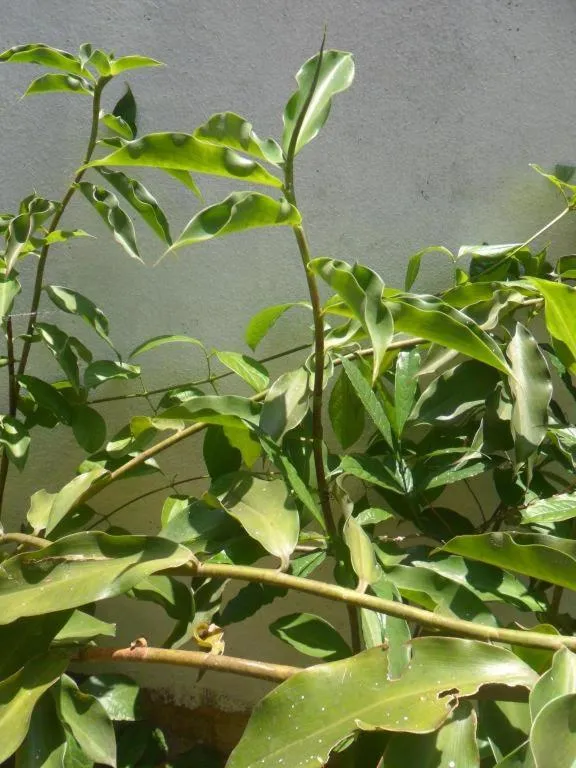 Mahaweli Regent Hotel