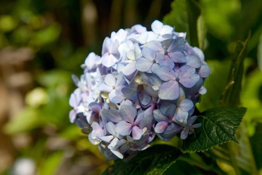 Craigbank Nuwaraeliya