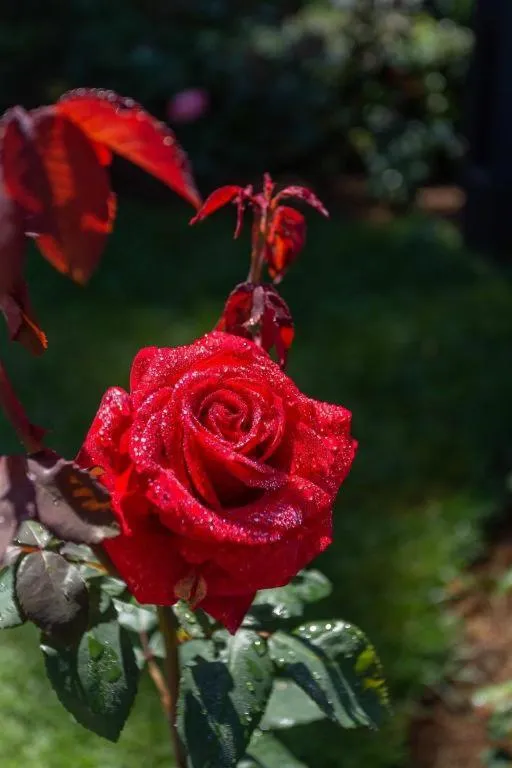 Craigbank Nuwaraeliya