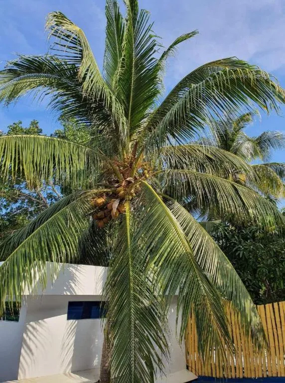 House of Big Brother